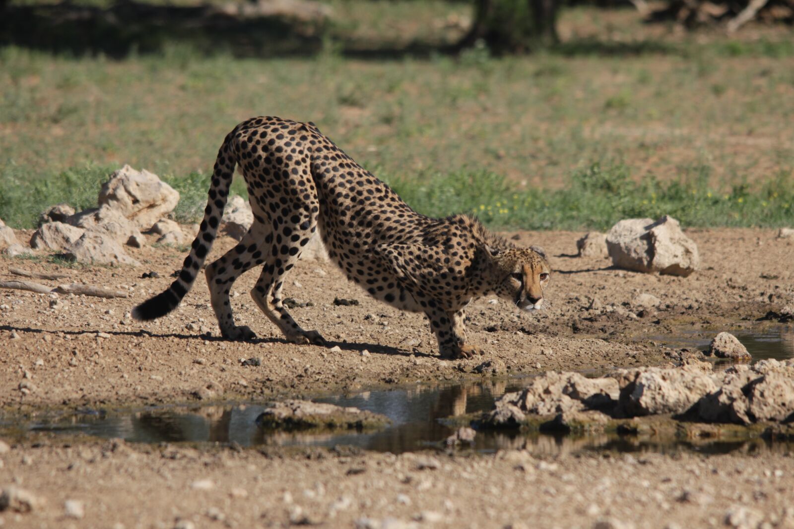 Canon EOS 550D (EOS Rebel T2i / EOS Kiss X4) sample photo. Cheetah, nature, africa photography