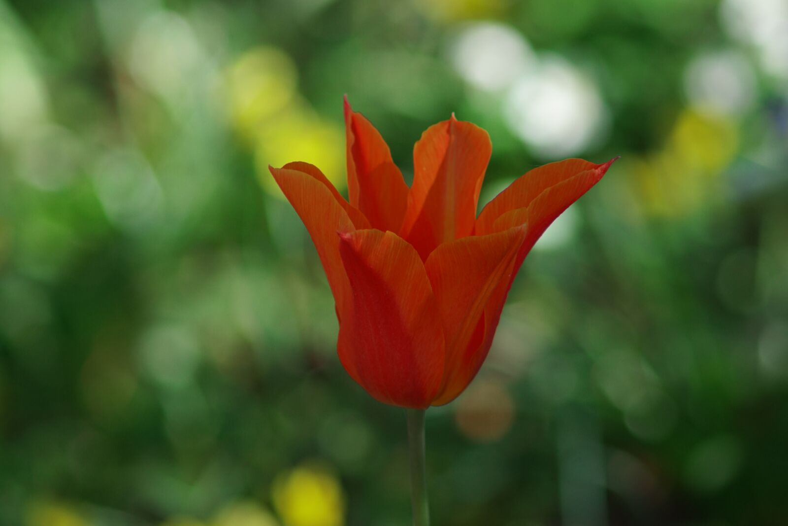 Sony SLT-A68 sample photo. Tulip, red, blossom photography