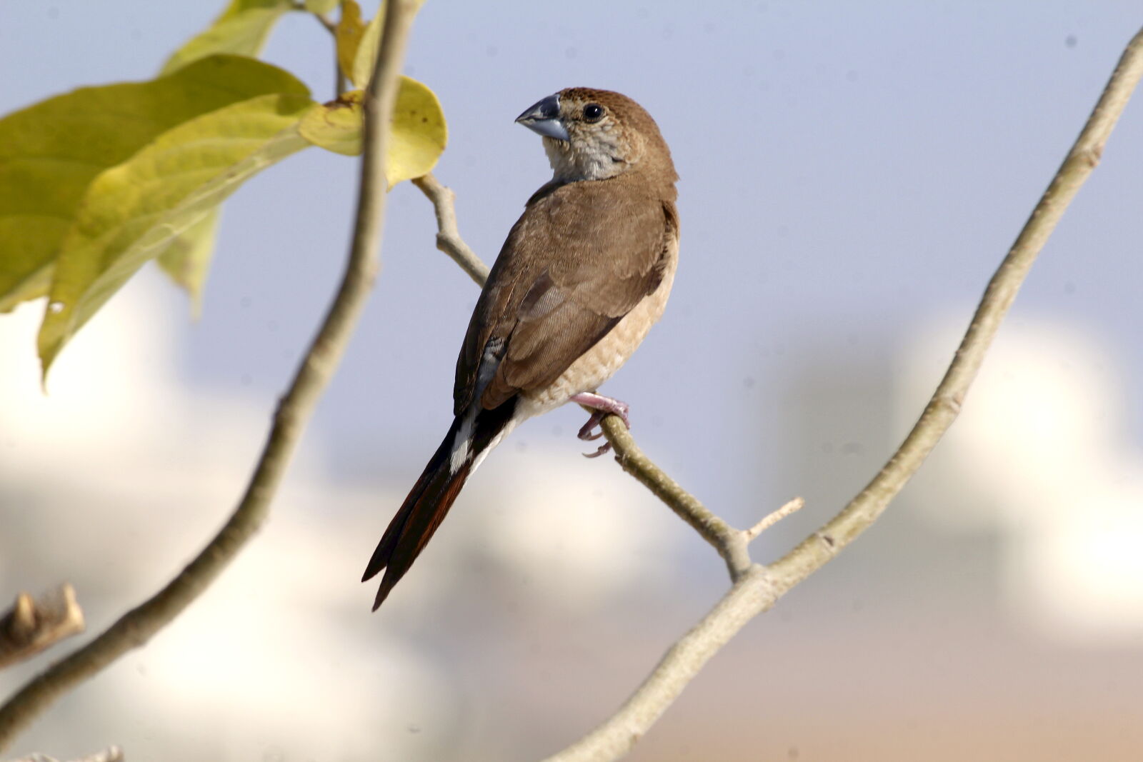 Canon EOS 1200D (EOS Rebel T5 / EOS Kiss X70) sample photo. Indian silverbill (white-throated munia) photography