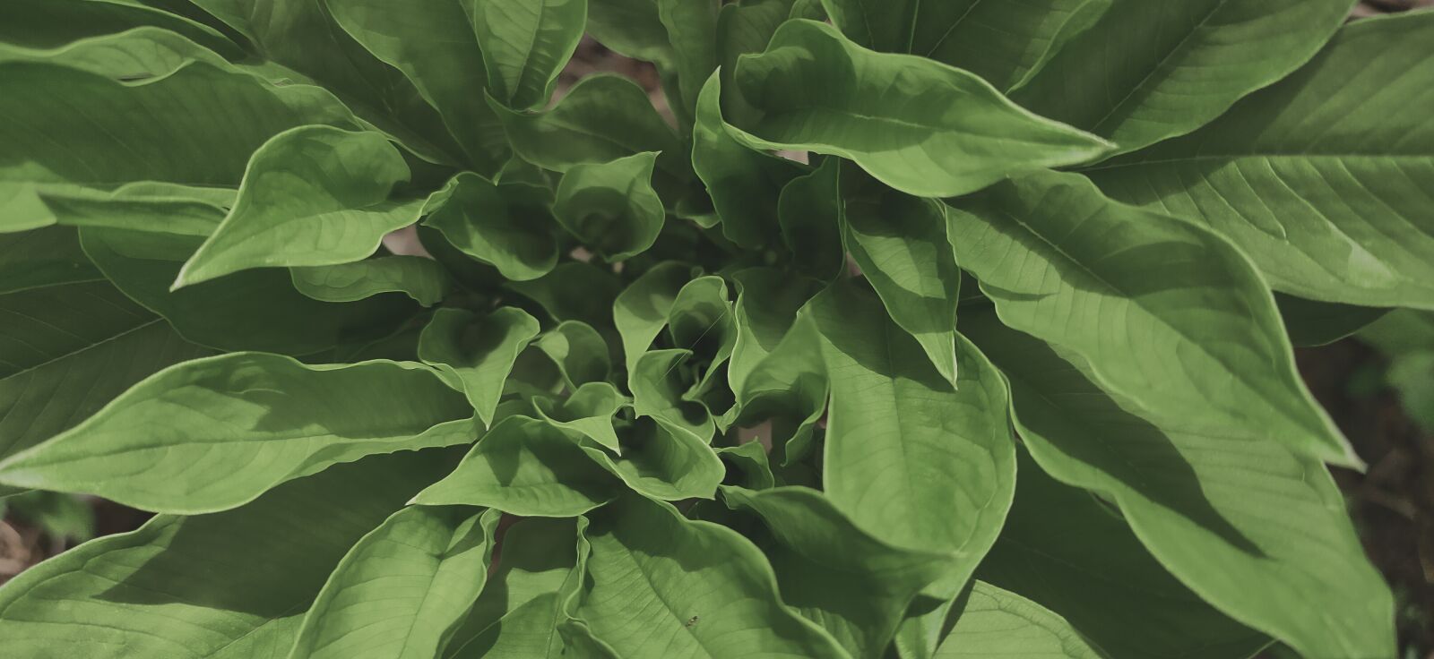 Realme 5 PRO sample photo. Leaf, the tree, green photography