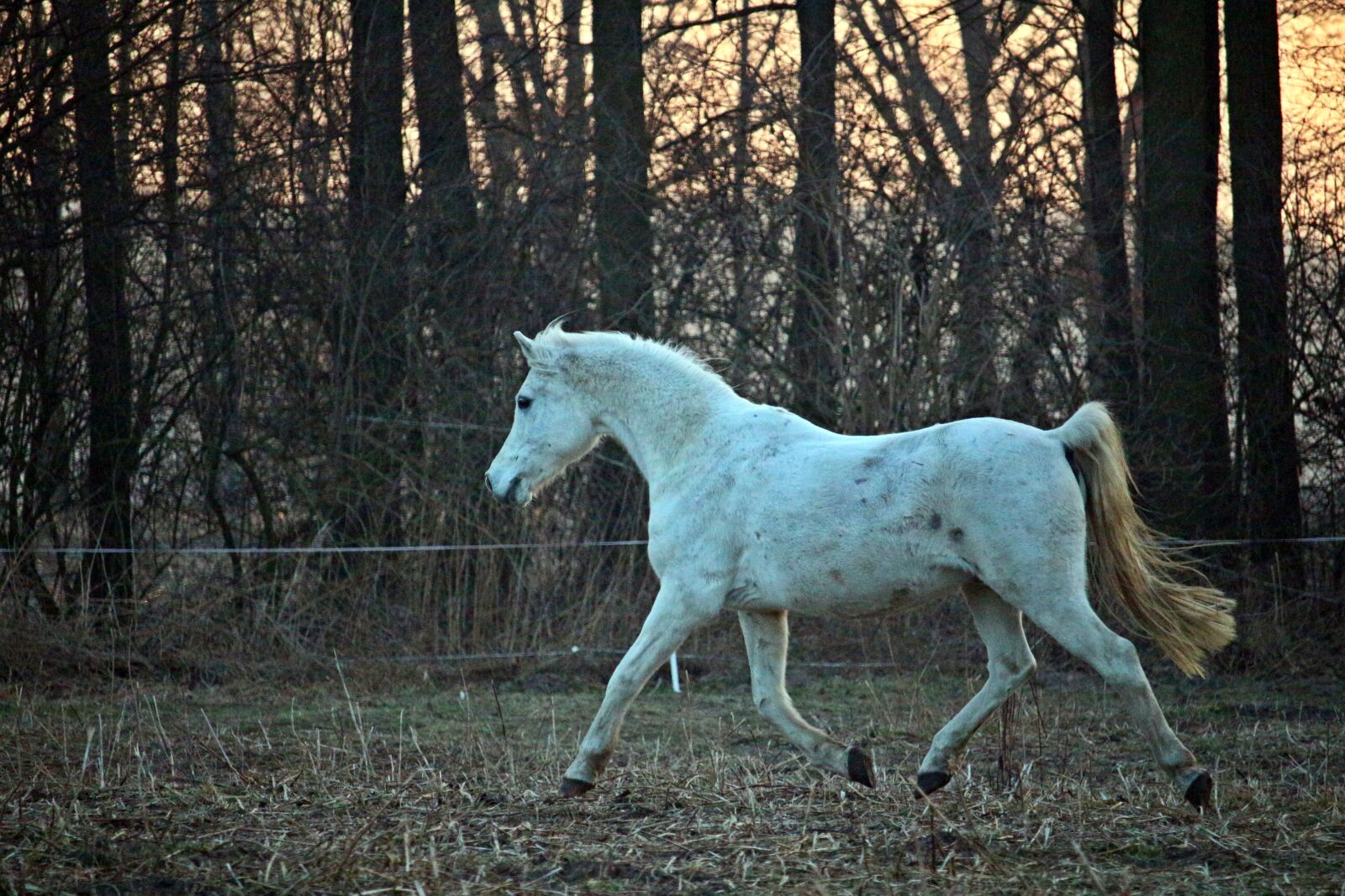 Canon EOS 100D (EOS Rebel SL1 / EOS Kiss X7) sample photo. Mold, horse, trot photography