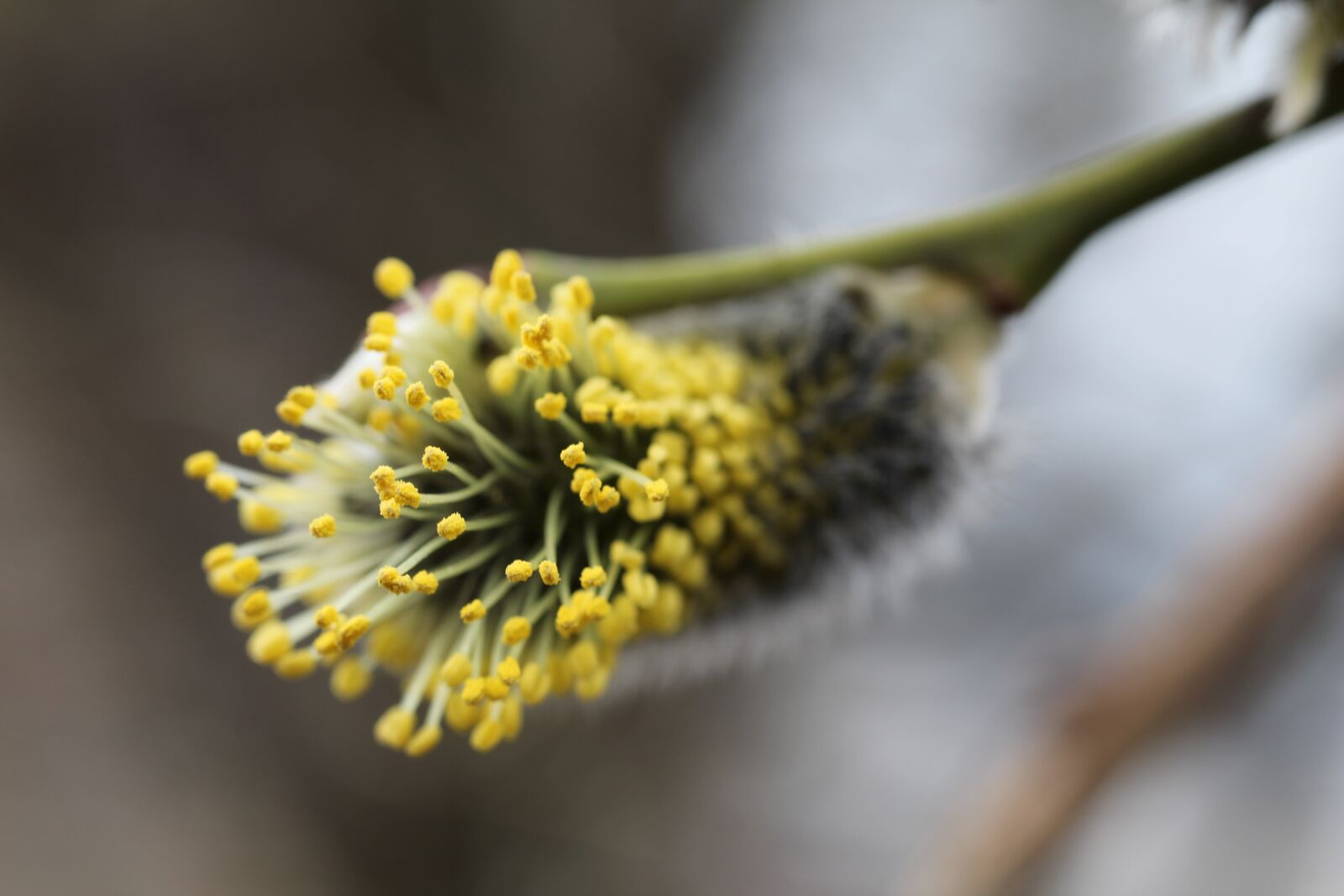 Canon EOS 4000D (EOS Rebel T100 / EOS 3000D) sample photo. Spring, nature, kidney photography