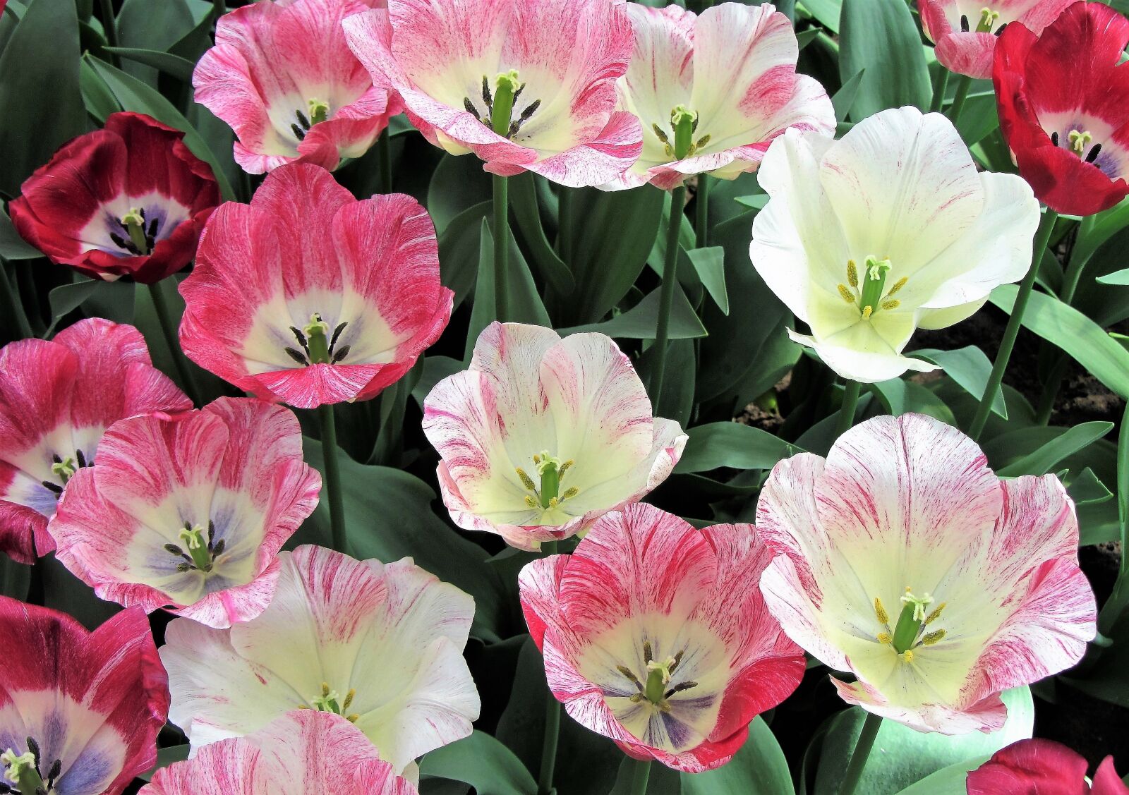 Canon PowerShot SX220 HS sample photo. Tulip, tulips, pink tulip photography