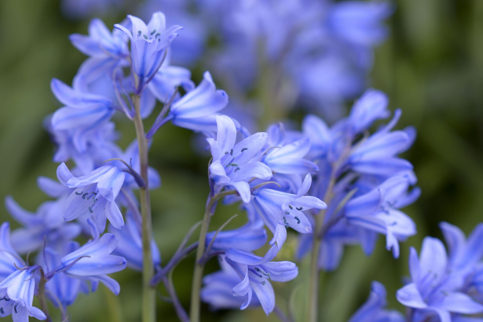 Nikon D7100 sample photo. Flowers, garden, green photography