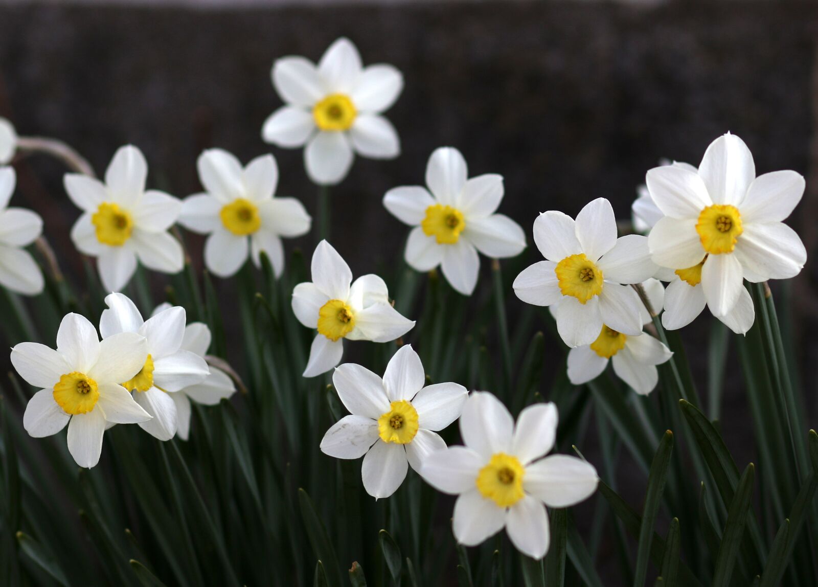 Canon EF 85mm F1.8 USM sample photo. Daffodil, white, flower photography