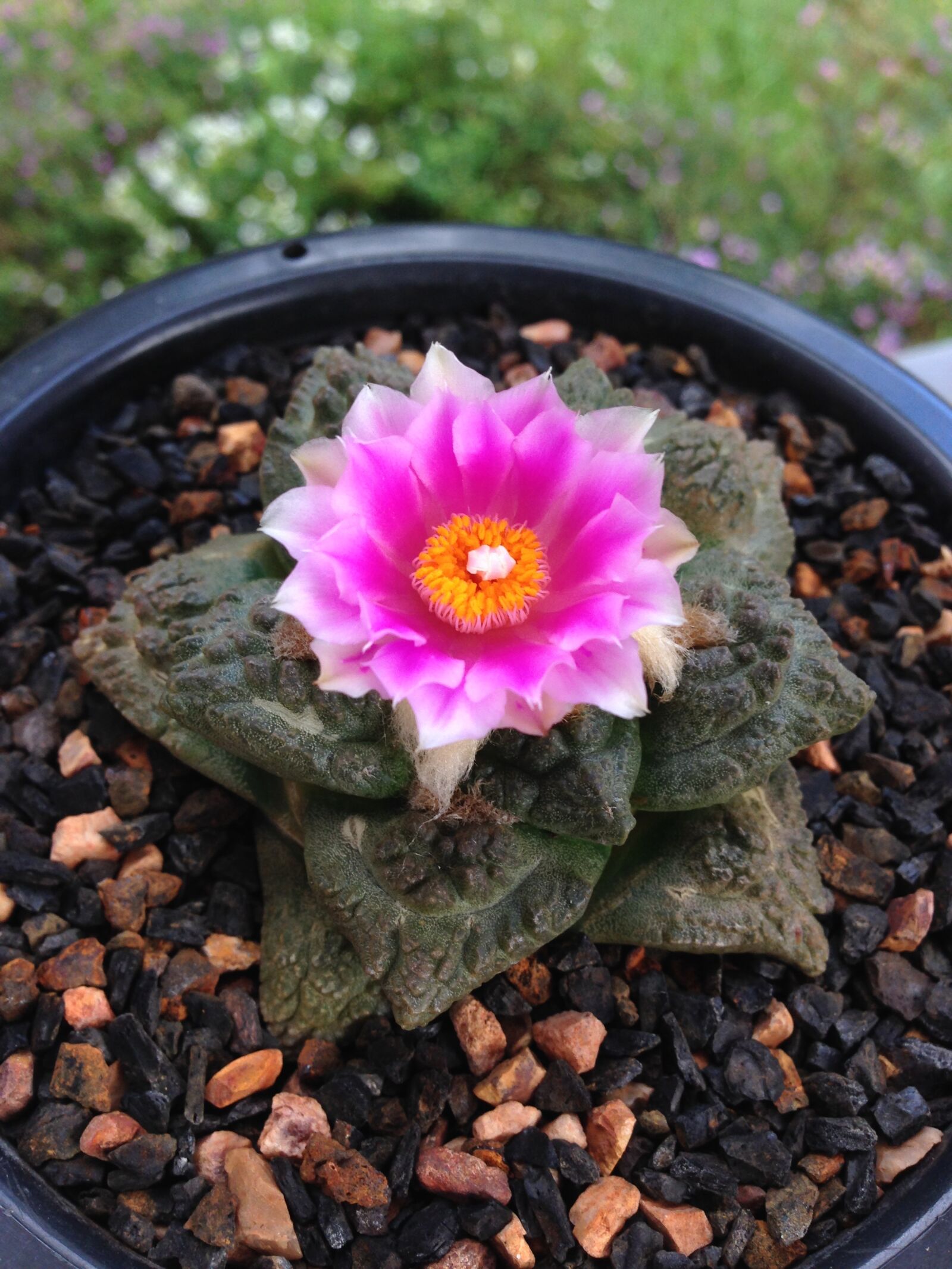 iPhone 5 back camera 4.12mm f/2.4 sample photo. Cactus, bloom, flower photography