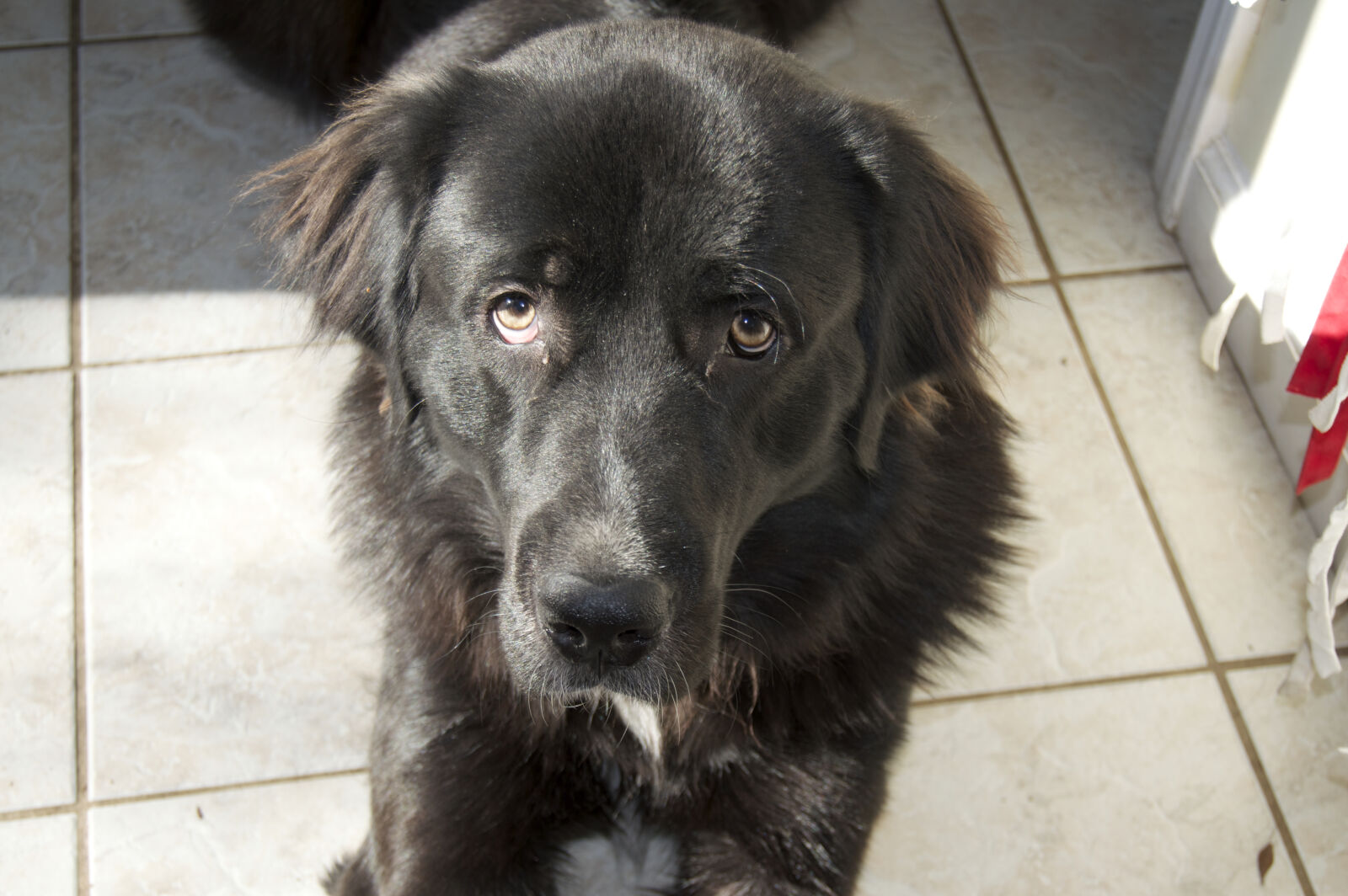 Nikon D3200 sample photo. Distraction, dog, love, mix photography