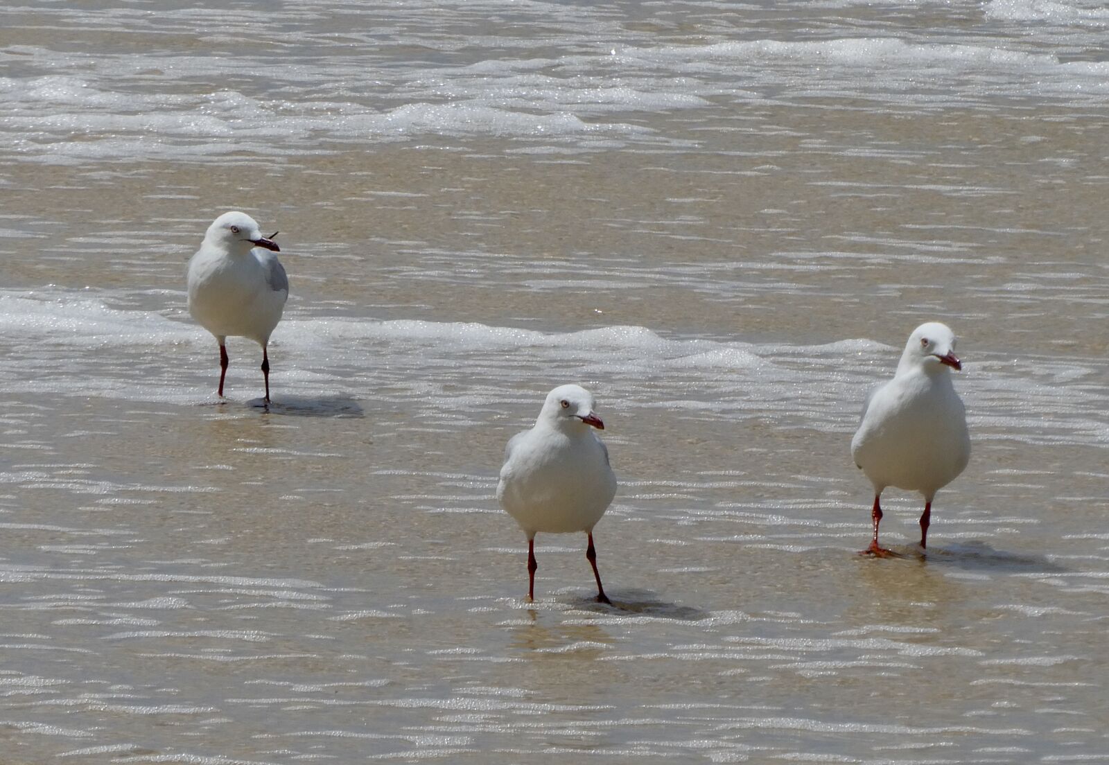 Panasonic Lumix DC-ZS70 (Lumix DC-TZ90) sample photo. Seagulls, beach, three photography