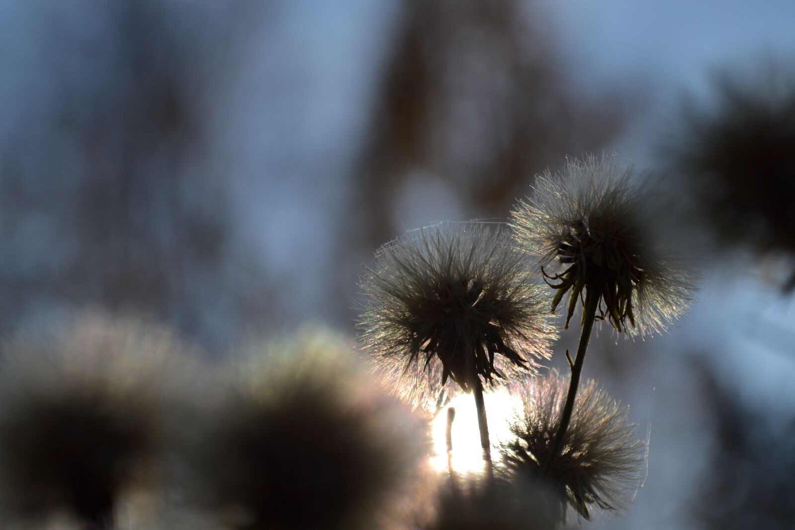 Nikon D3100 sample photo. No person, nature, outdoor photography