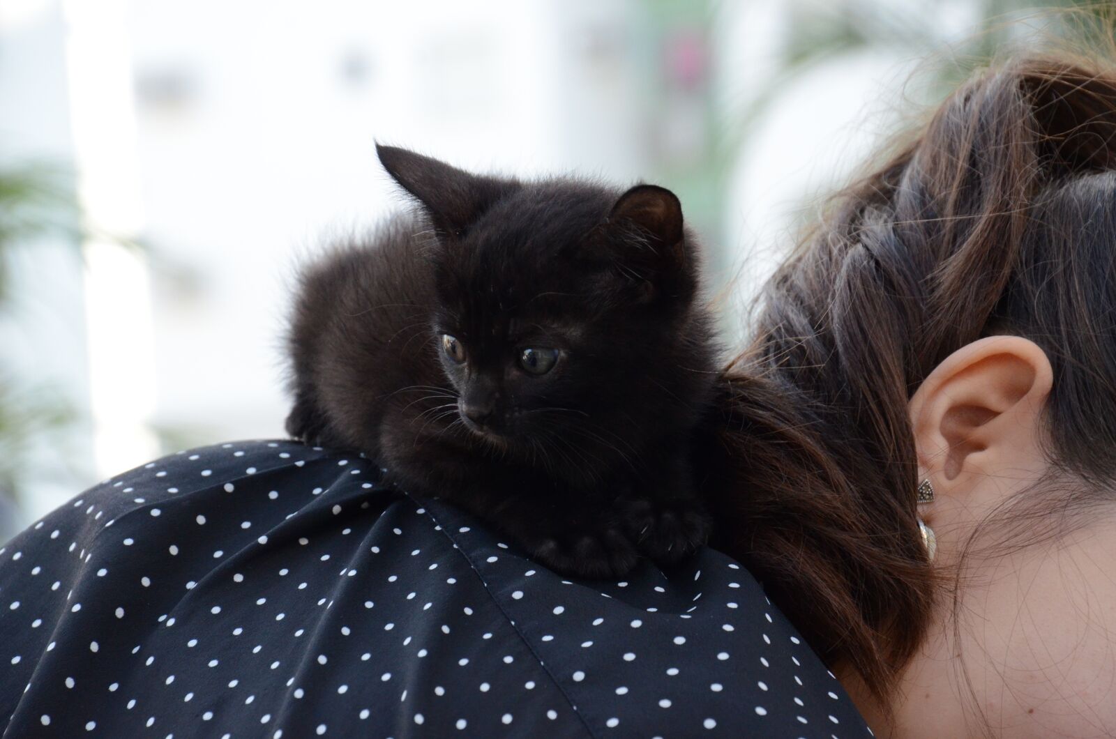 Nikon D7000 sample photo. Kitten, cat on shoulder photography