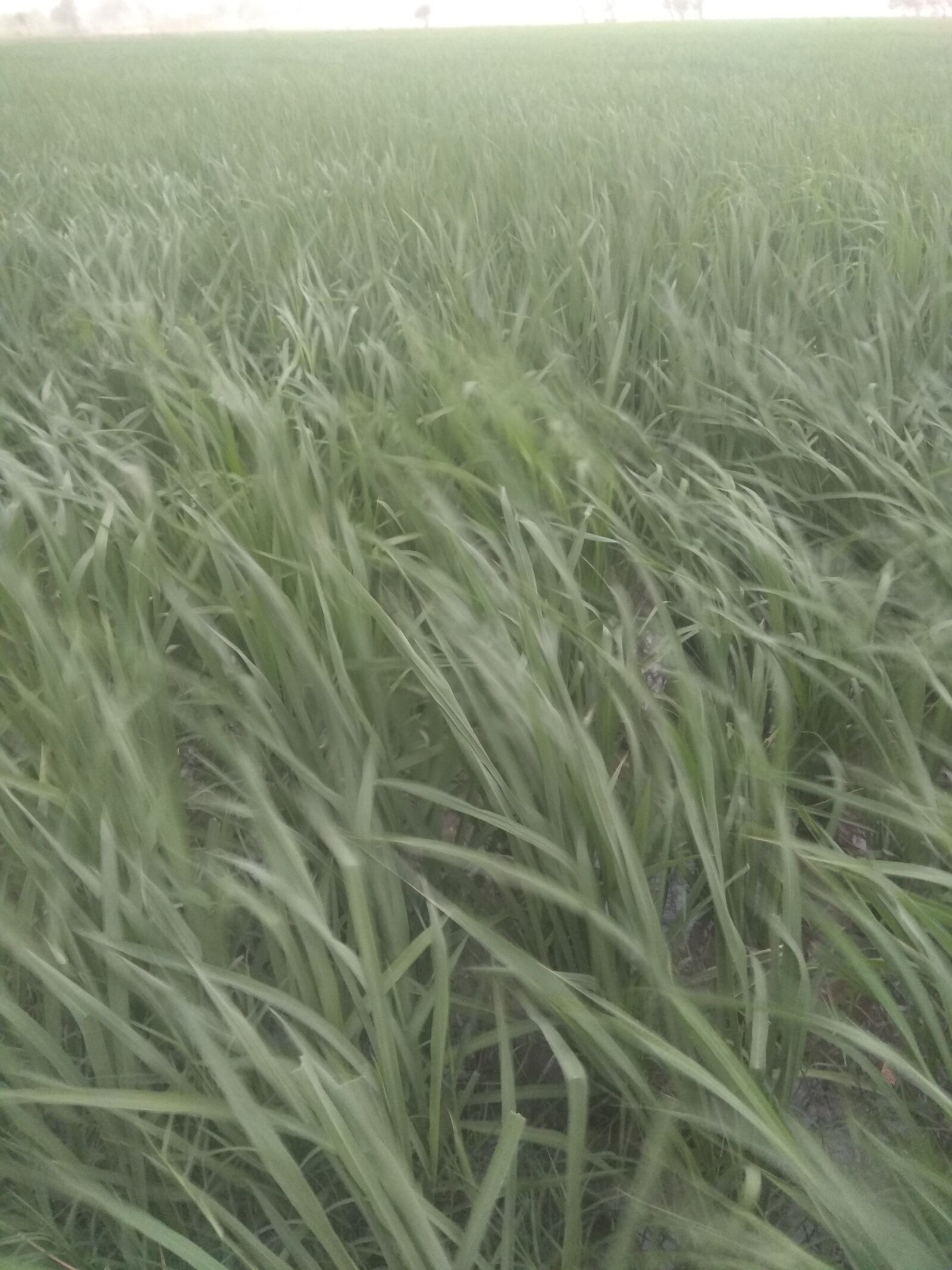 Xiaomi Redmi Note 4 sample photo. Grass, eye relaxing pic photography