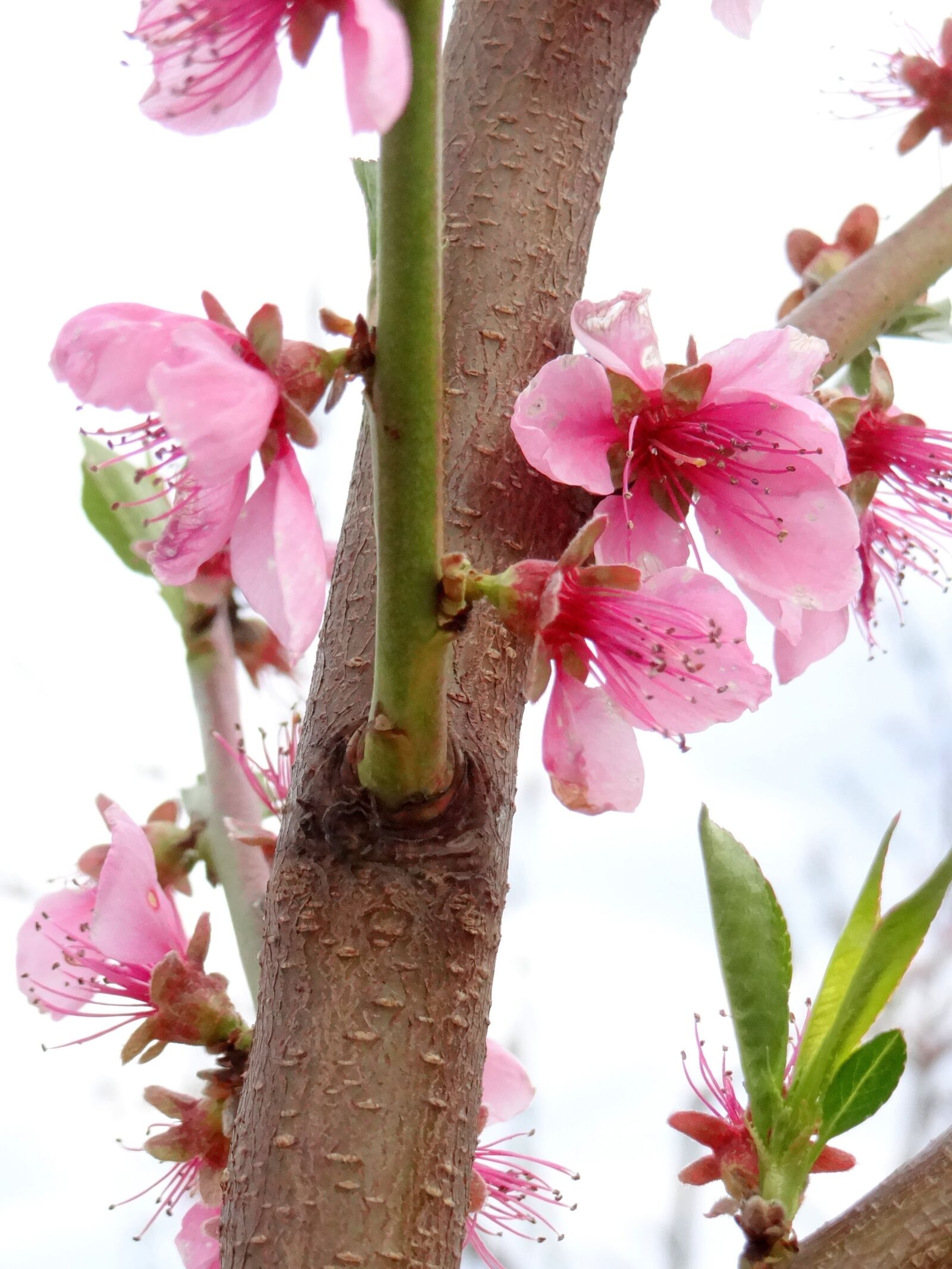 Sony DSC-HX200V sample photo. Flowering fruit trees, spring photography