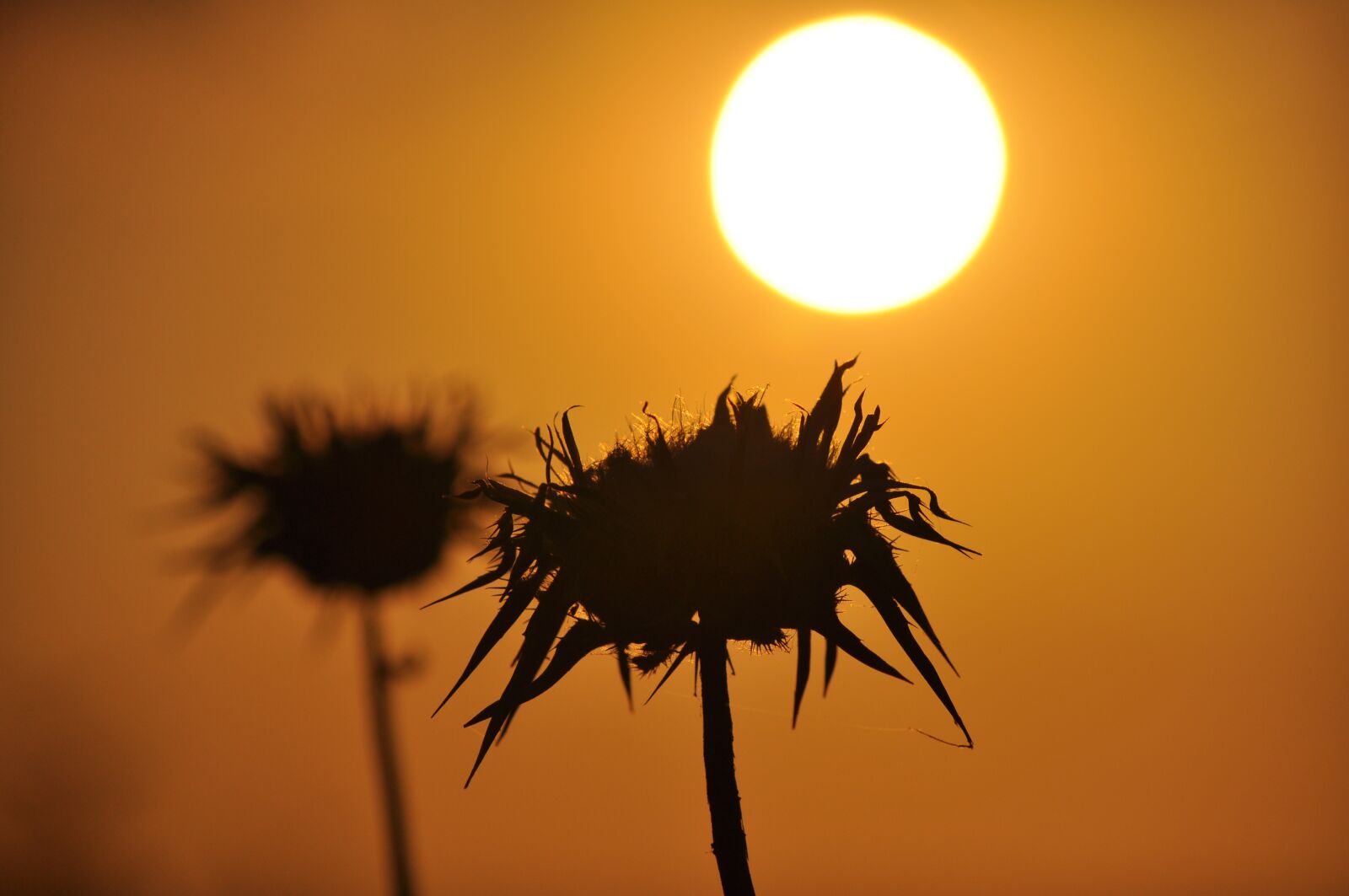 Nikon D90 sample photo. The sun, west, sky photography