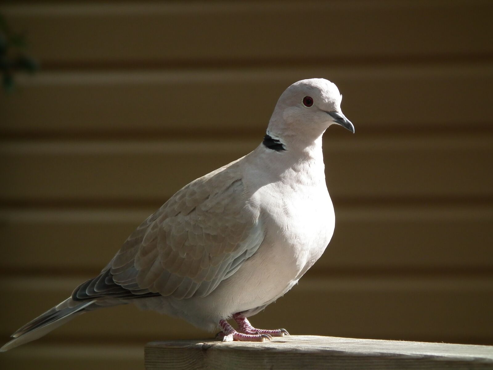 FujiFilm FinePix HS10 (FinePix HS11) sample photo. Bird, dove, close up photography