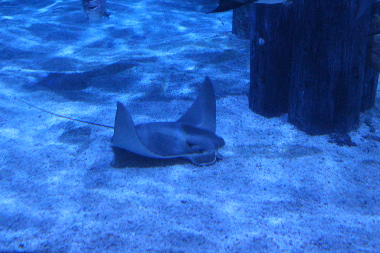 Canon EOS 700D (EOS Rebel T5i / EOS Kiss X7i) sample photo. Colorful, fish, pretty, shark photography