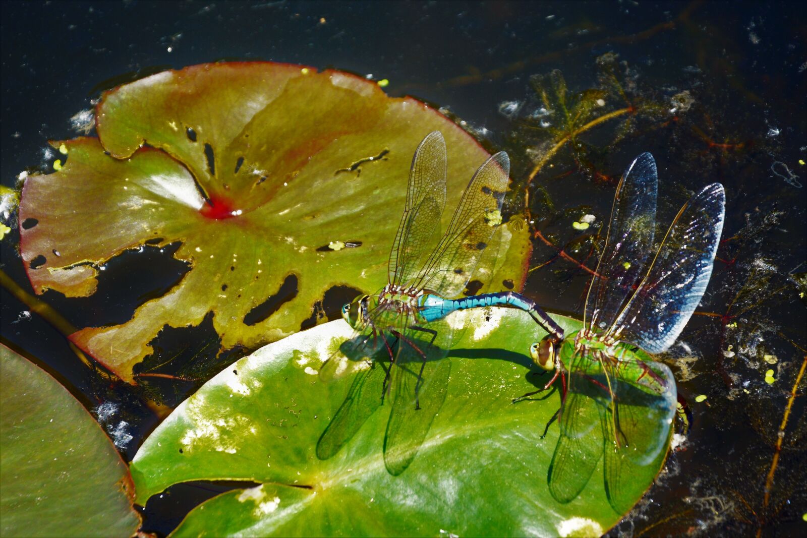 Nikon D7100 sample photo. Dragonflies, mating, large photography
