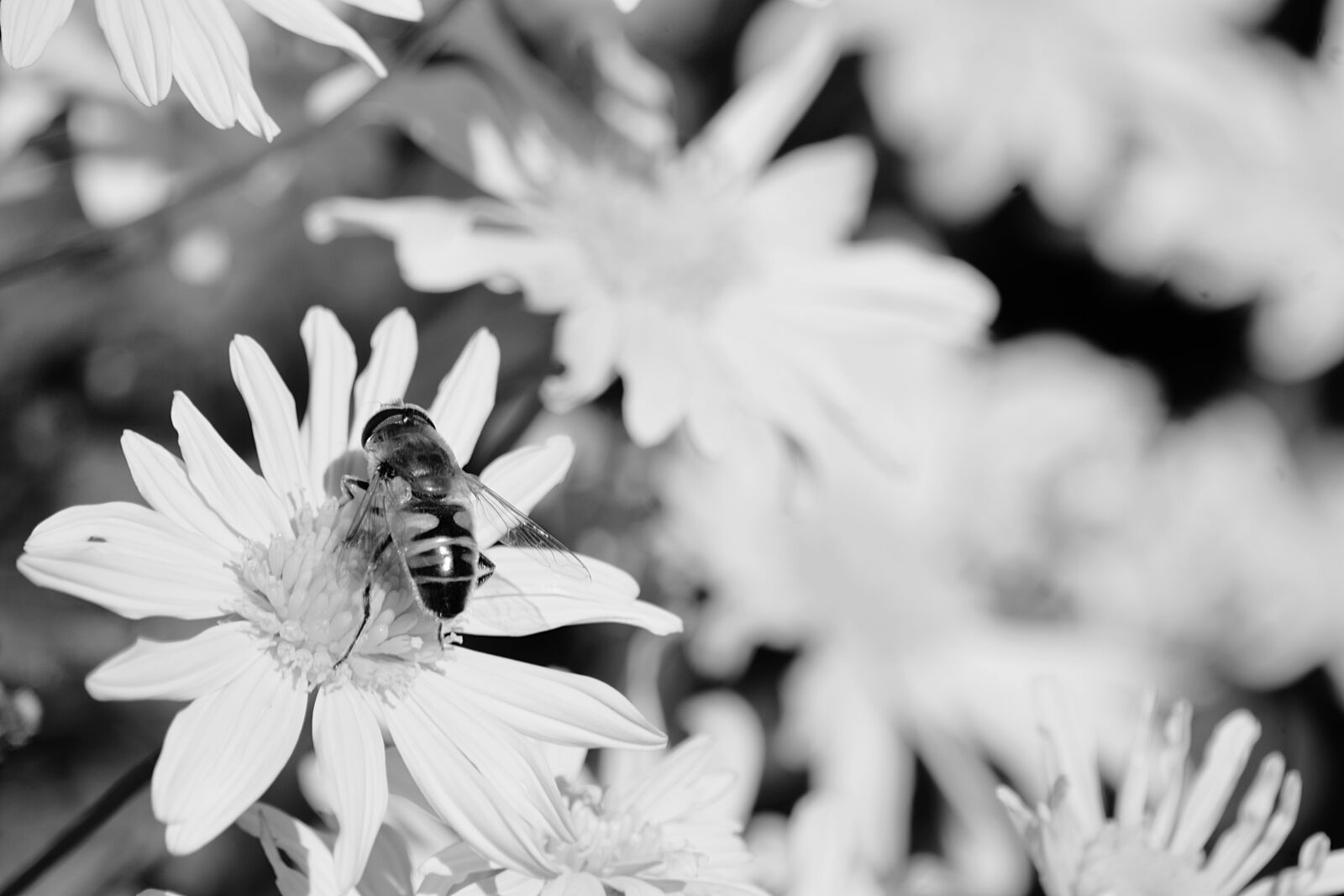 Nikon D5200 sample photo. Close, up, of, bee photography