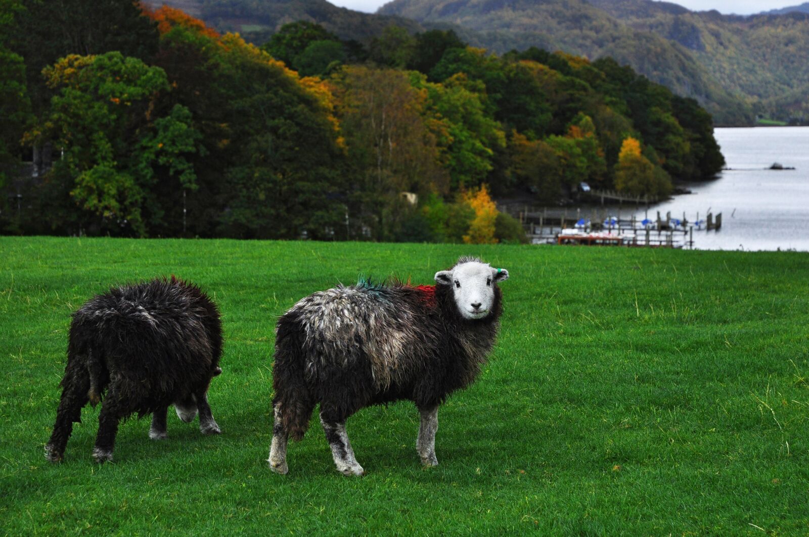 Nikon D90 sample photo. Sheep, england, cumbria photography