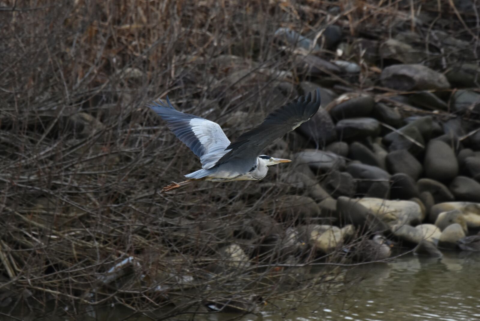 Nikon D7200 sample photo. Animal, river, waterside photography