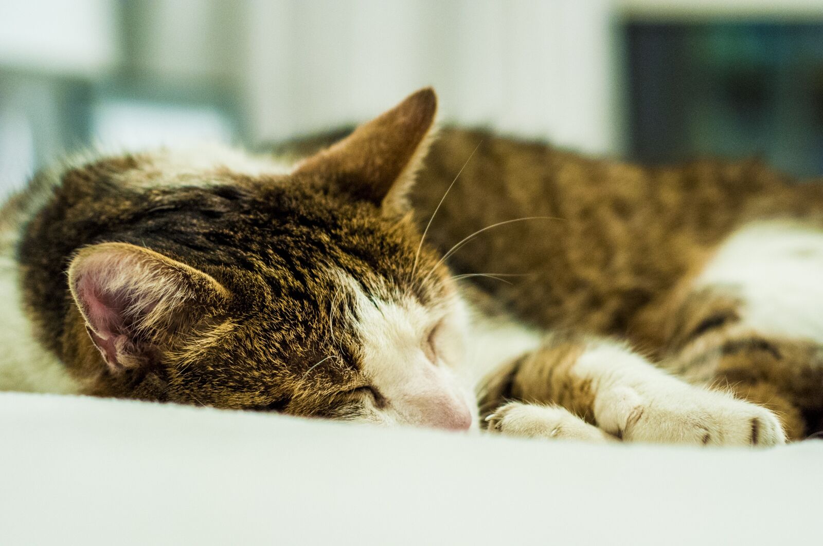Nikon D90 sample photo. Cat, pet, fur photography