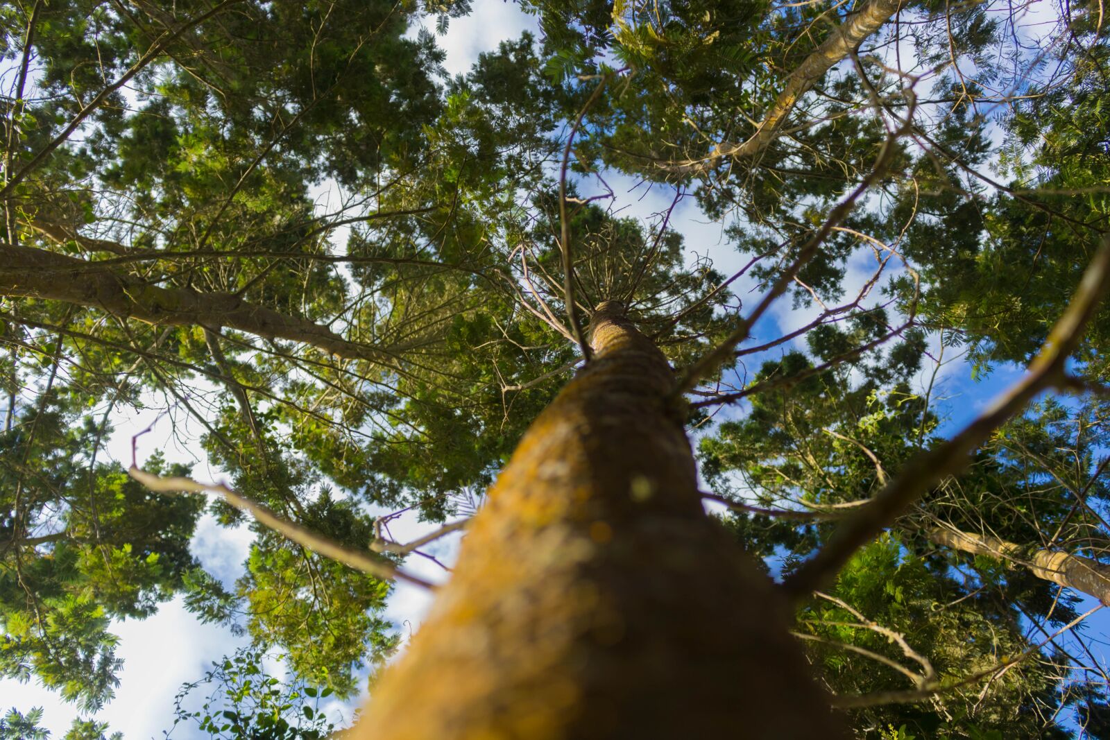 Canon EOS 750D (EOS Rebel T6i / EOS Kiss X8i) sample photo. Tree, green, branches photography