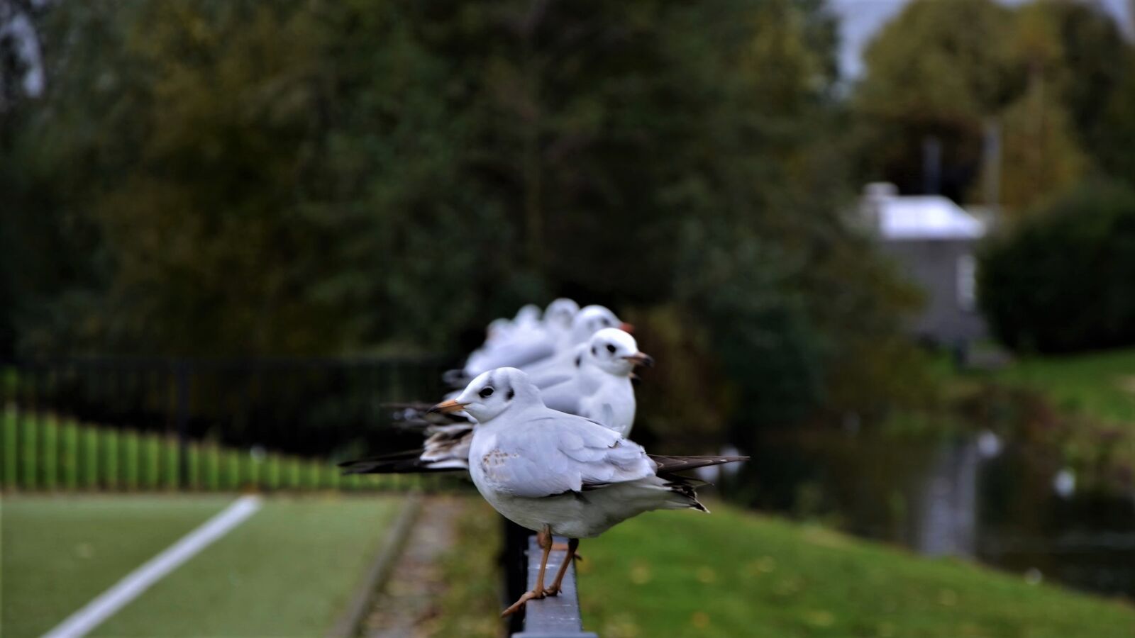 Nikon D7000 sample photo. Birds, morning, nature photography