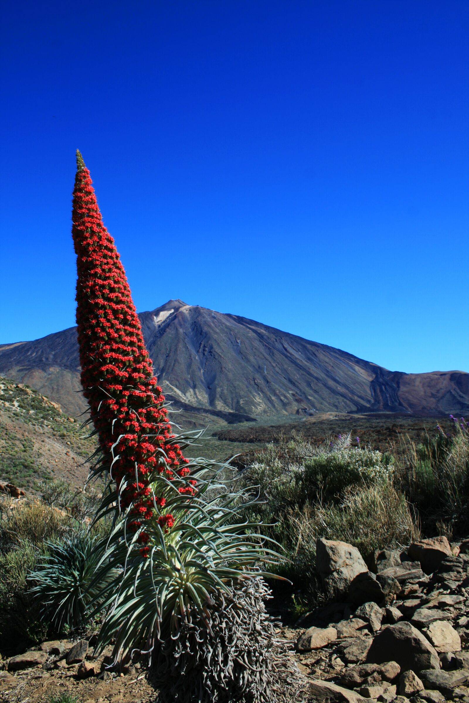 Canon EOS 400D (EOS Digital Rebel XTi / EOS Kiss Digital X) sample photo. Tajinaste rojo, teide, tenerife photography
