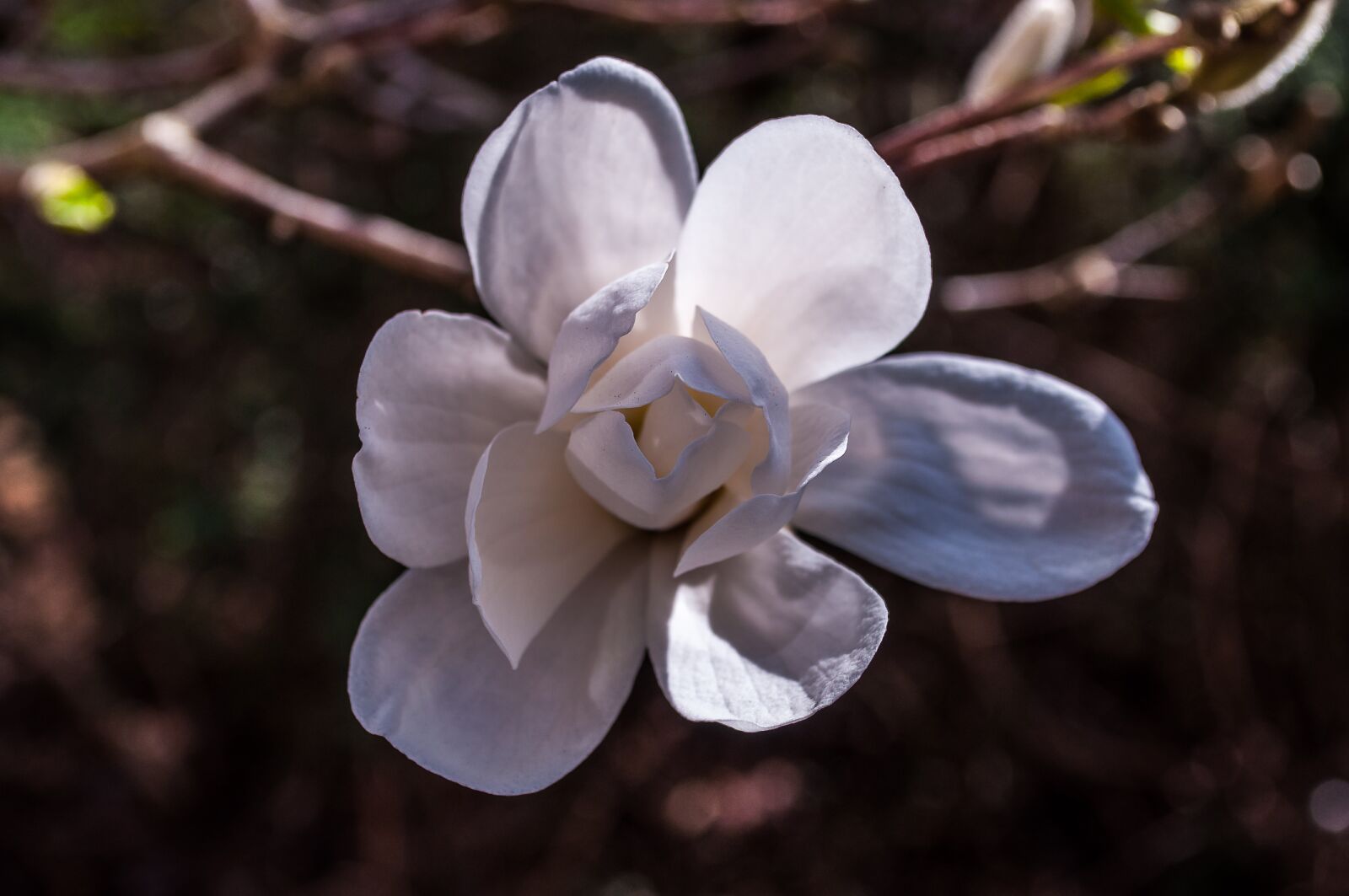 Nikon D90 sample photo. Magnolia, white, blossom photography