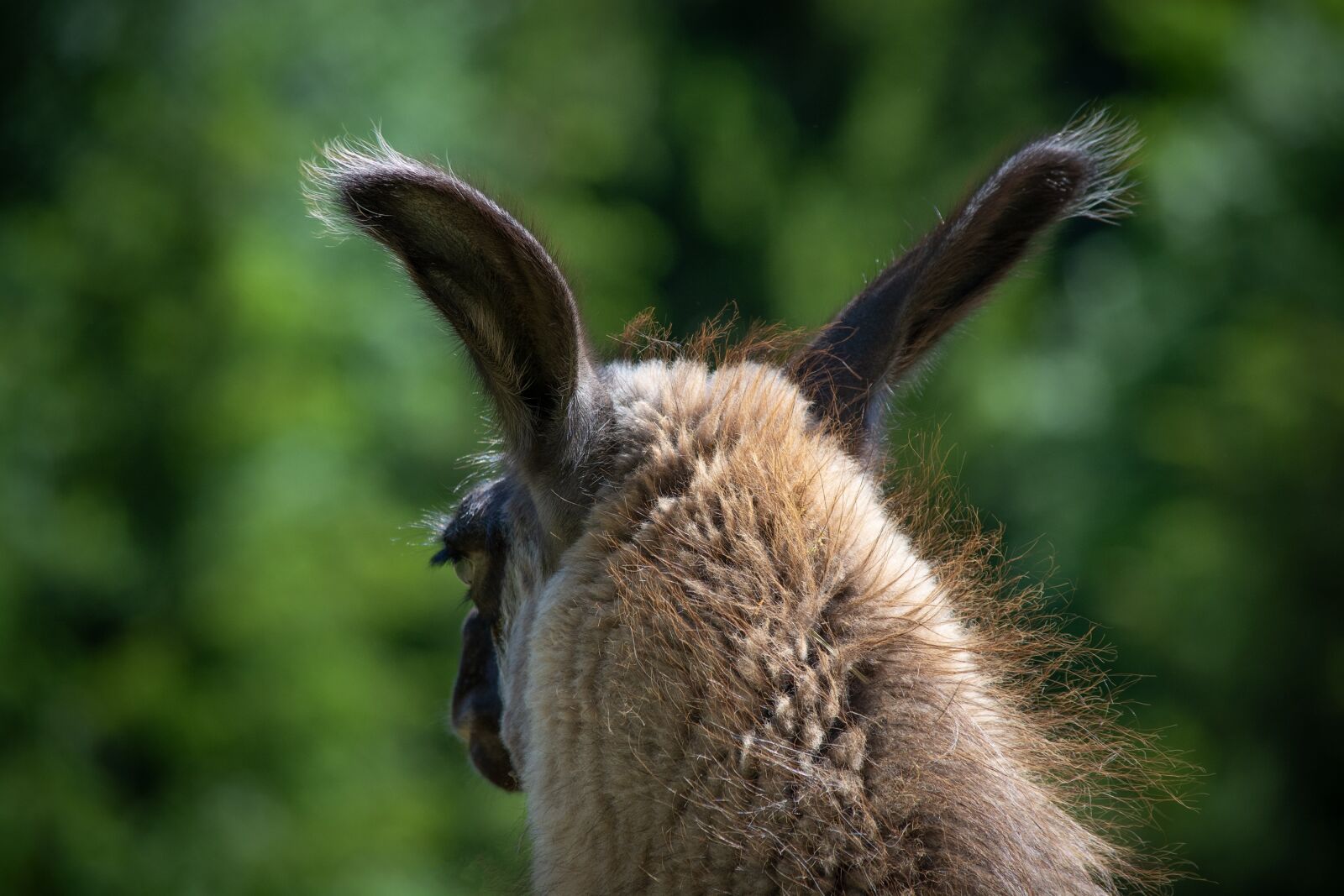 Nikon D7100 sample photo. Llama, llama head, brown photography