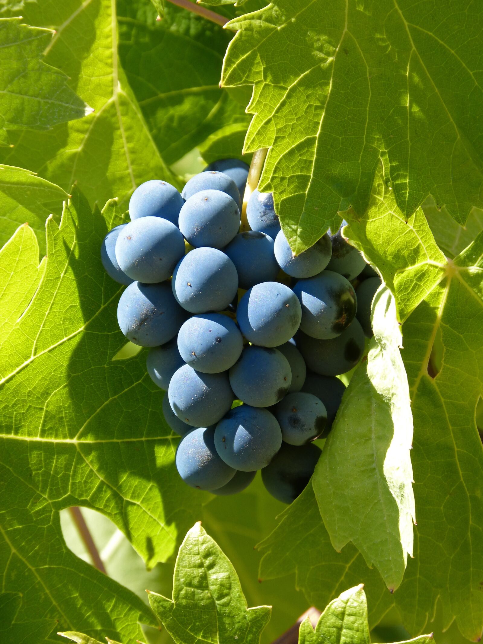 Panasonic DMC-FZ62 sample photo. Grape, garnatxa, priorat photography