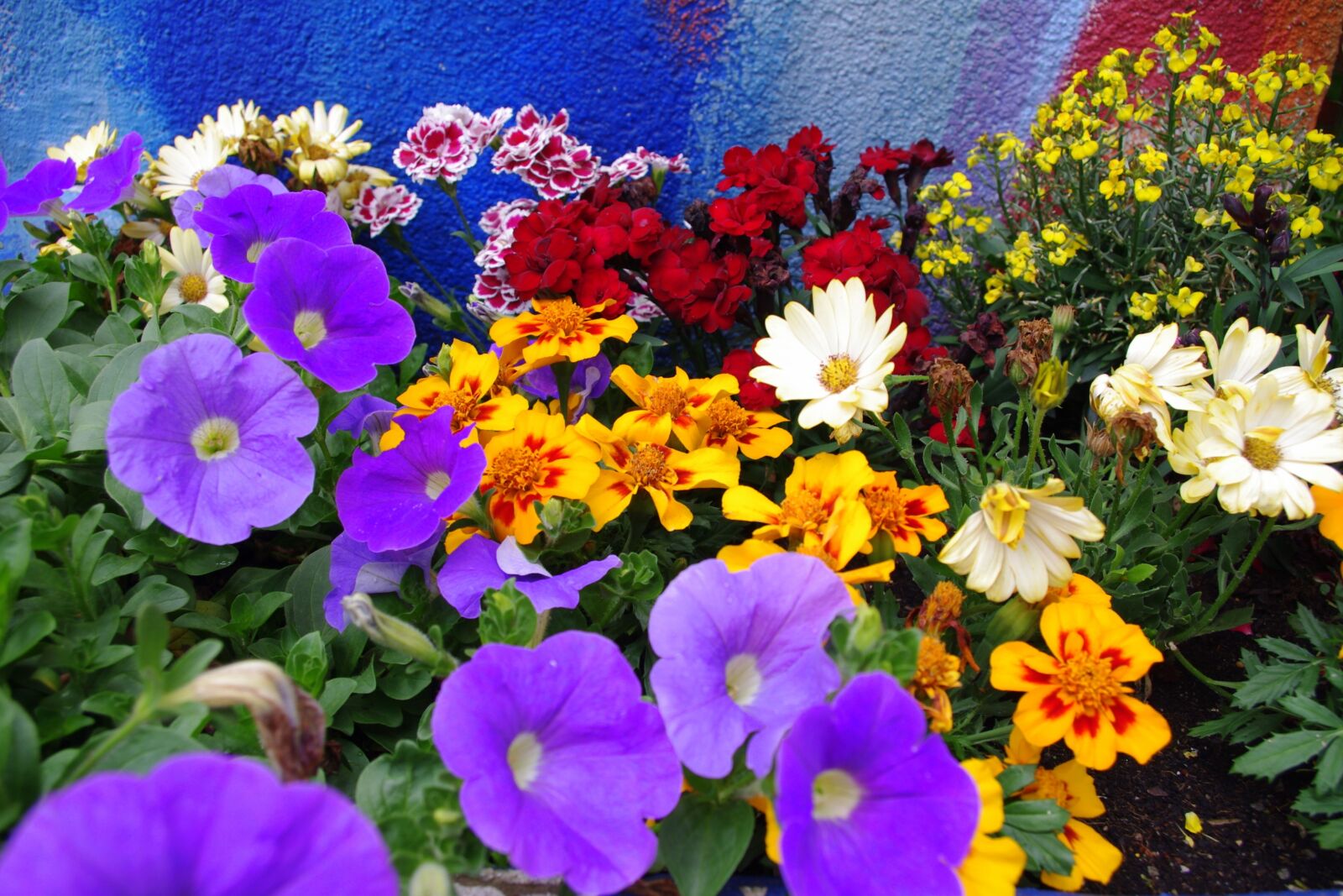 Pentax K-x sample photo. Colorful flowers, farbenpracht, b photography
