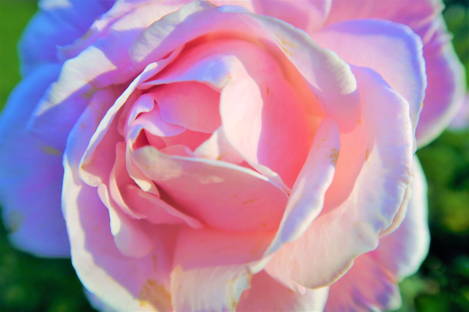 Canon PowerShot G7 X sample photo. Rose, pink, delicate photography
