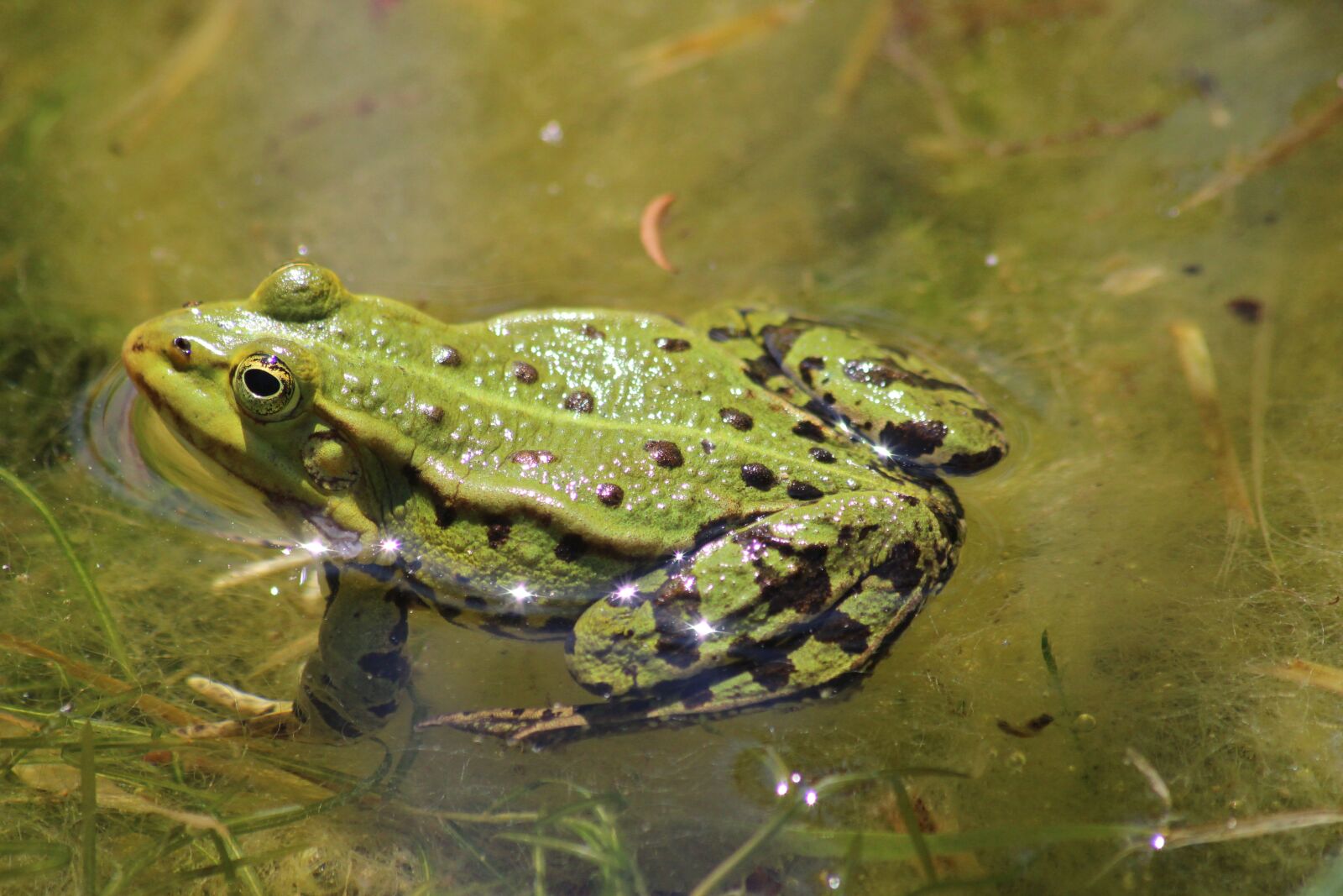 Canon EOS 600D (Rebel EOS T3i / EOS Kiss X5) sample photo. Frog, frog pond, water photography