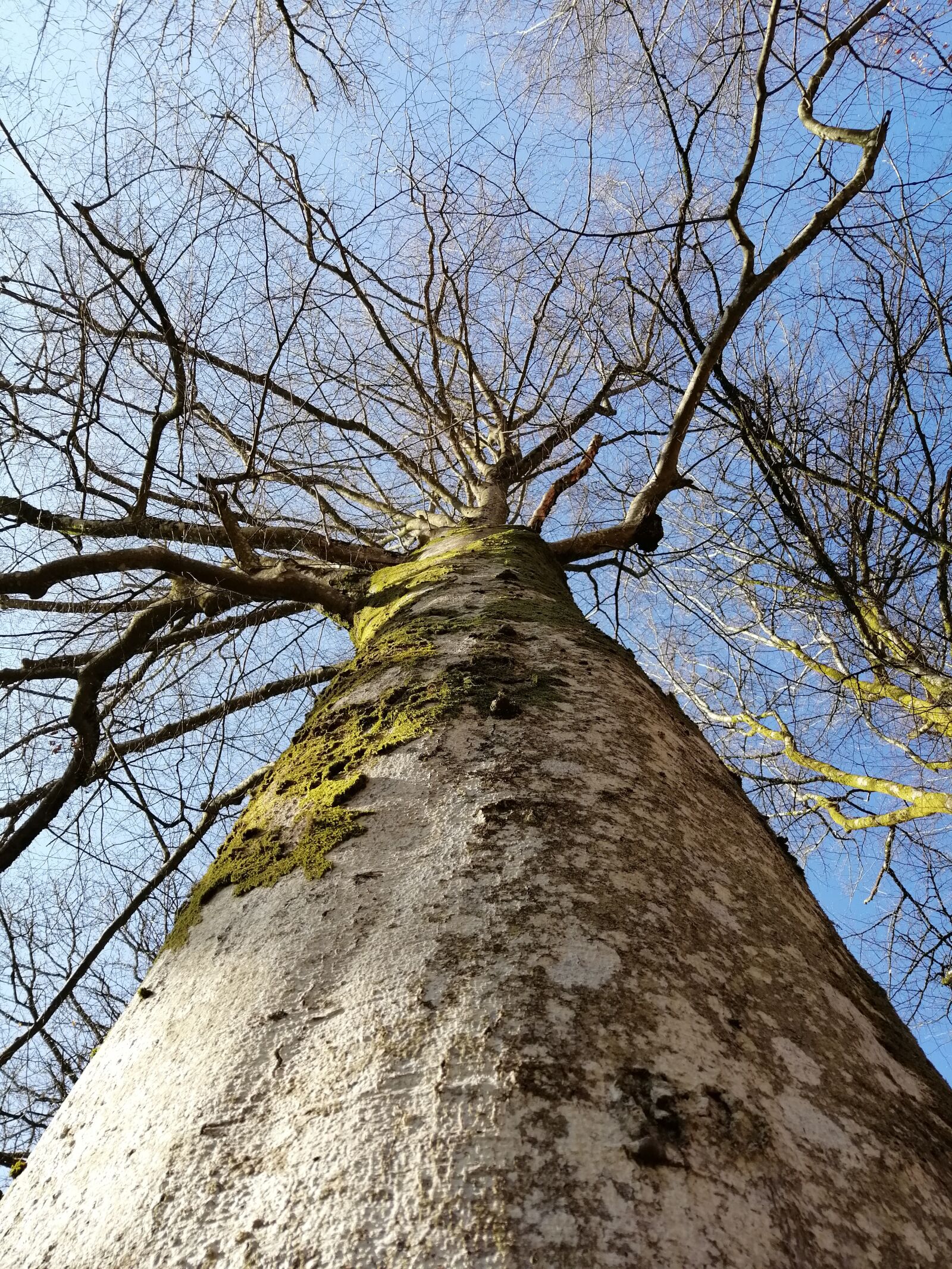 HUAWEI SNE-LX1 sample photo. Tree, hug, nature photography