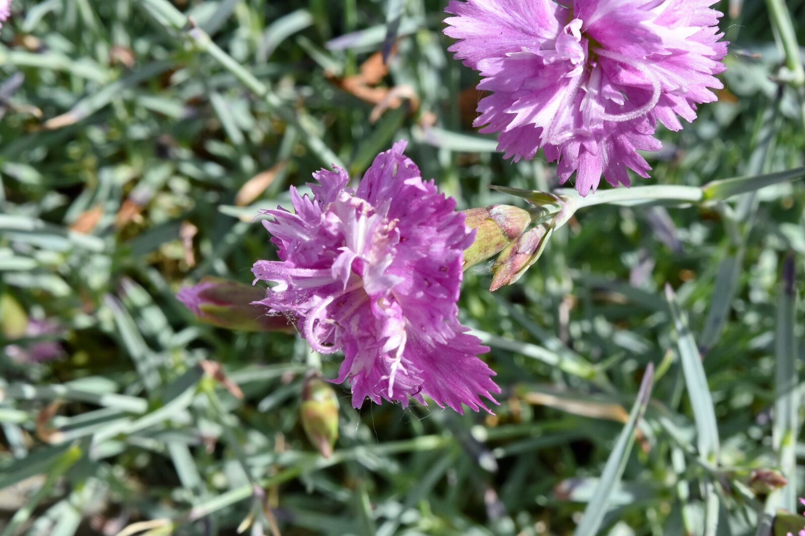 Nikon D5500 sample photo. Carnation, meadow, nature, spring photography
