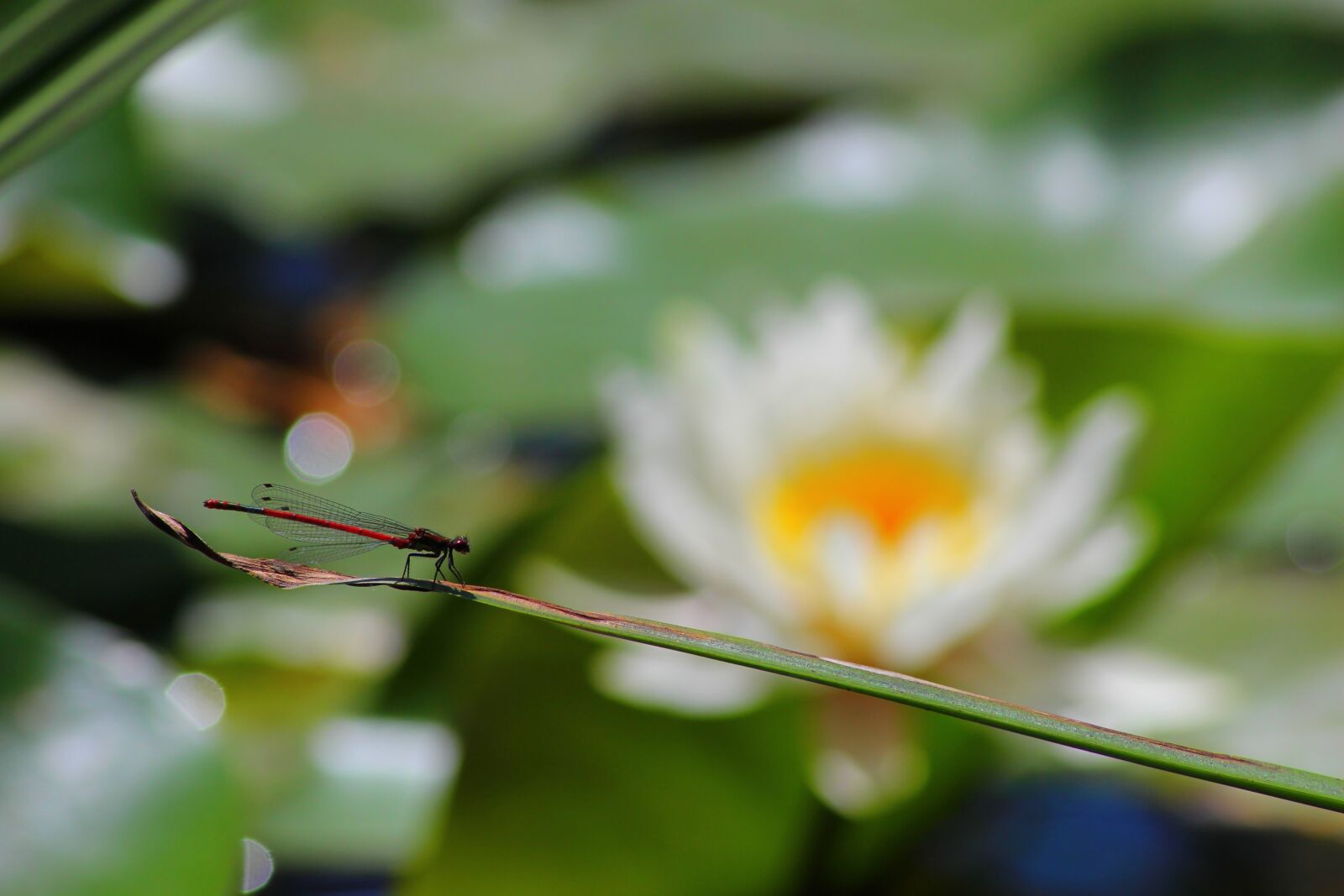 Canon EOS 600D (Rebel EOS T3i / EOS Kiss X5) sample photo. Insect, macro, demoiselle photography