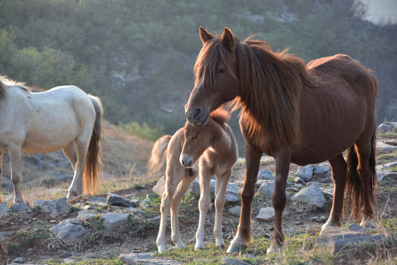 Nikon D7200 sample photo. Horse, whitehorse, animal photography
