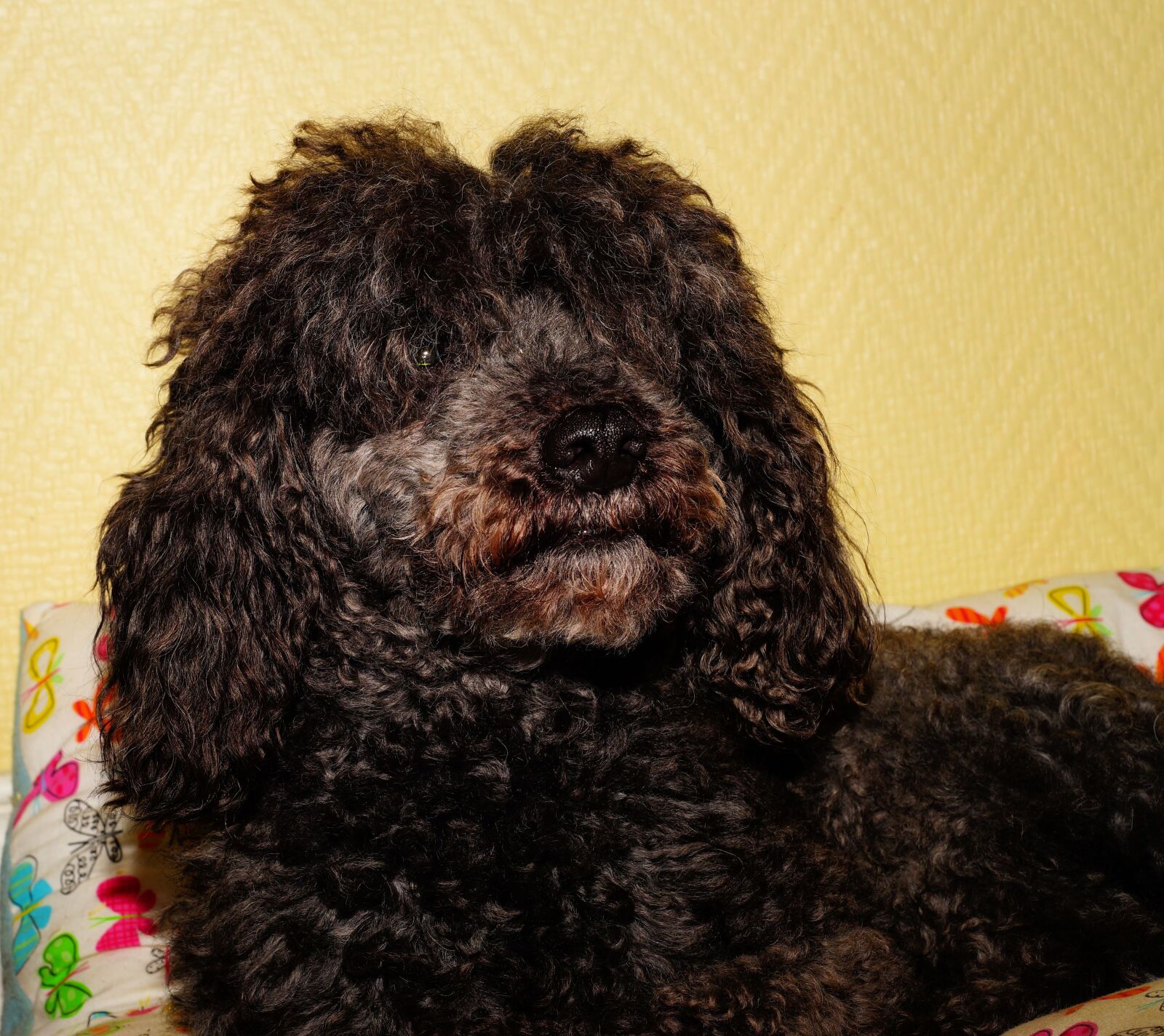 Sony a99 II sample photo. Dog, poodle, male photography