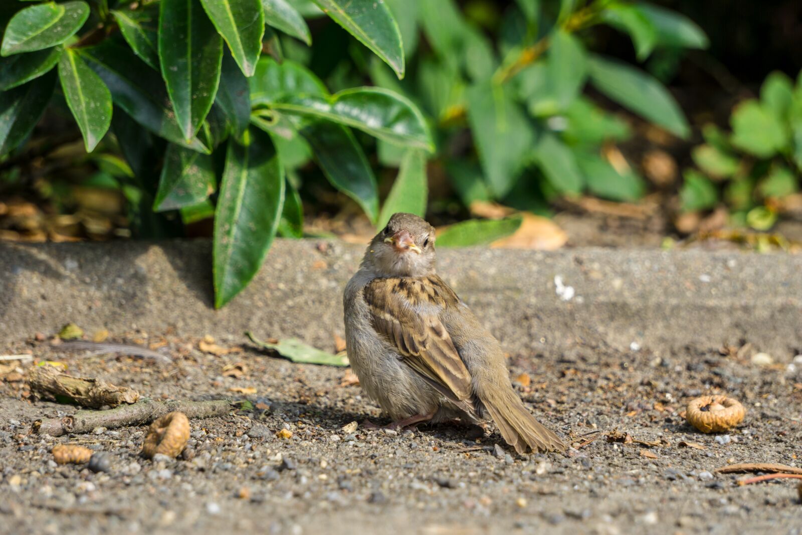 Sony a6000 sample photo. Sparrow, bird, nature photography