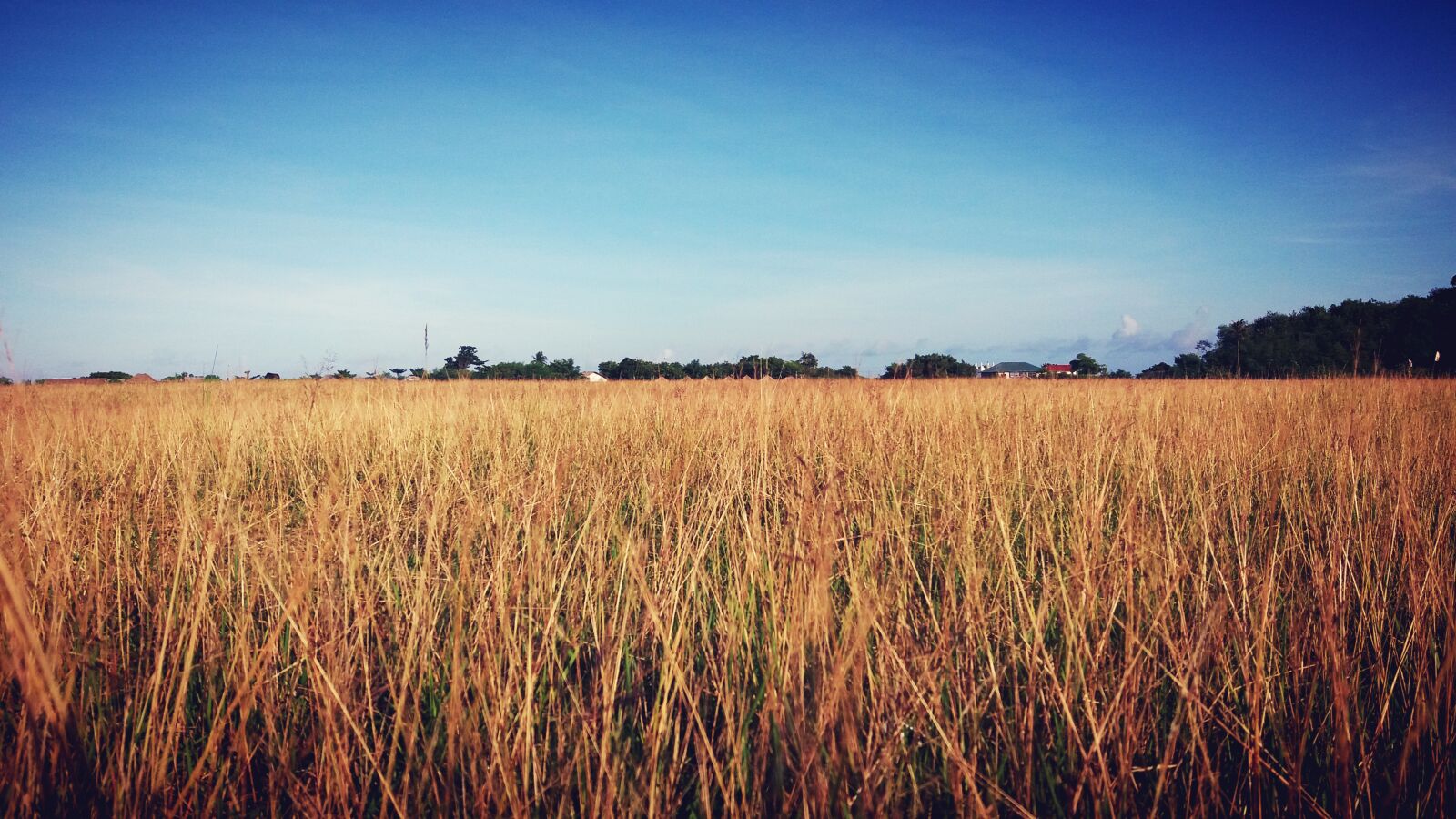 Samsung Galaxy J5(2016) sample photo. Calaguas, dry, grass, field photography