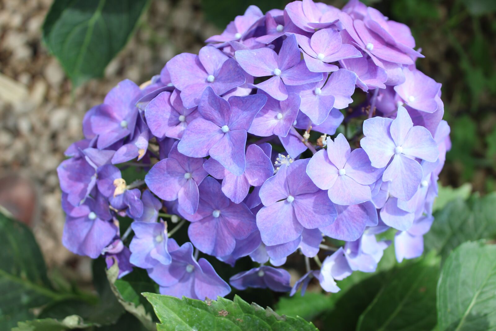 Canon EOS 1300D (EOS Rebel T6 / EOS Kiss X80) sample photo. Hydrangea macrophylla, flower of photography