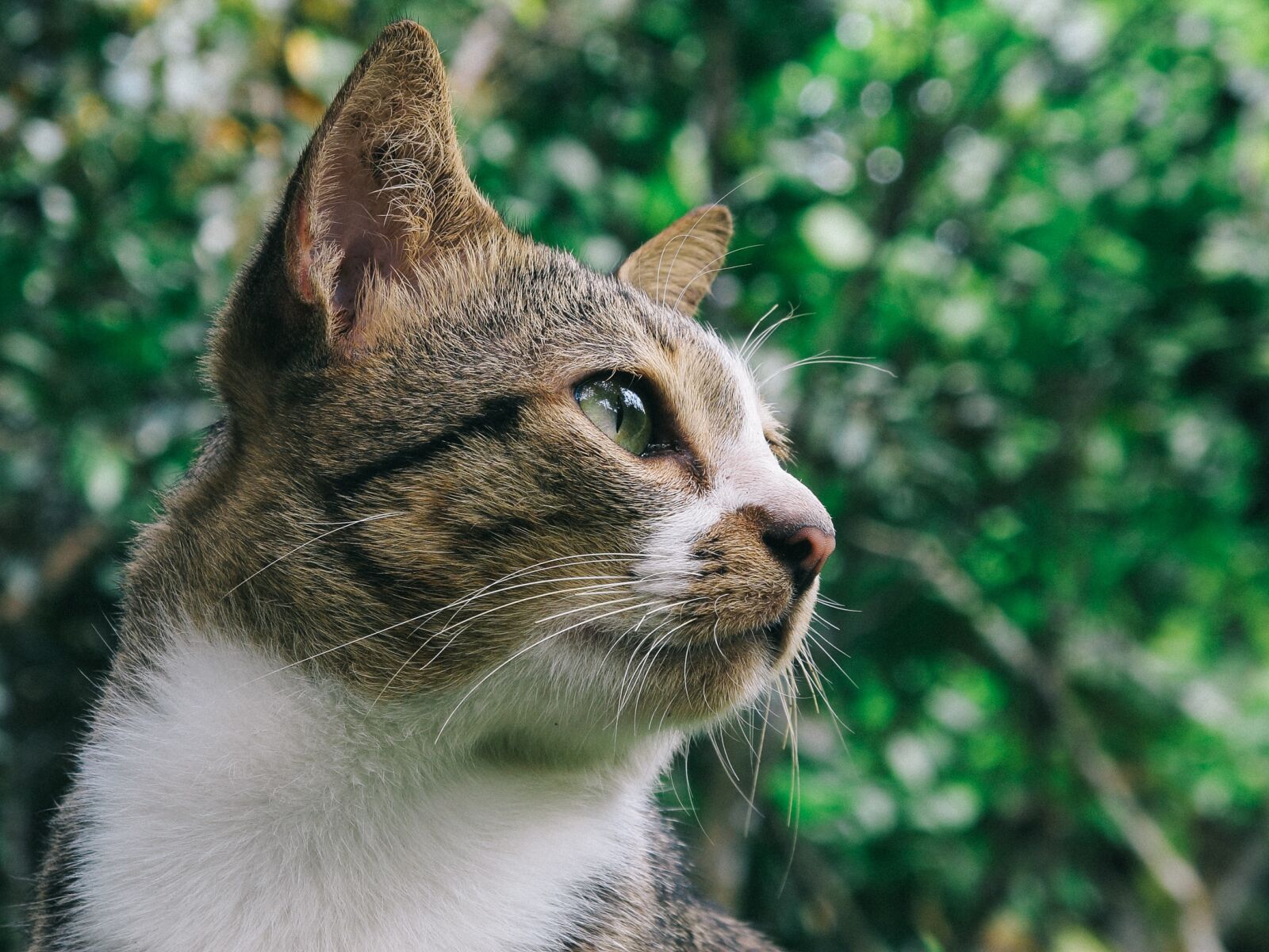 Canon PowerShot G12 sample photo. Adorable, animal, cat photography