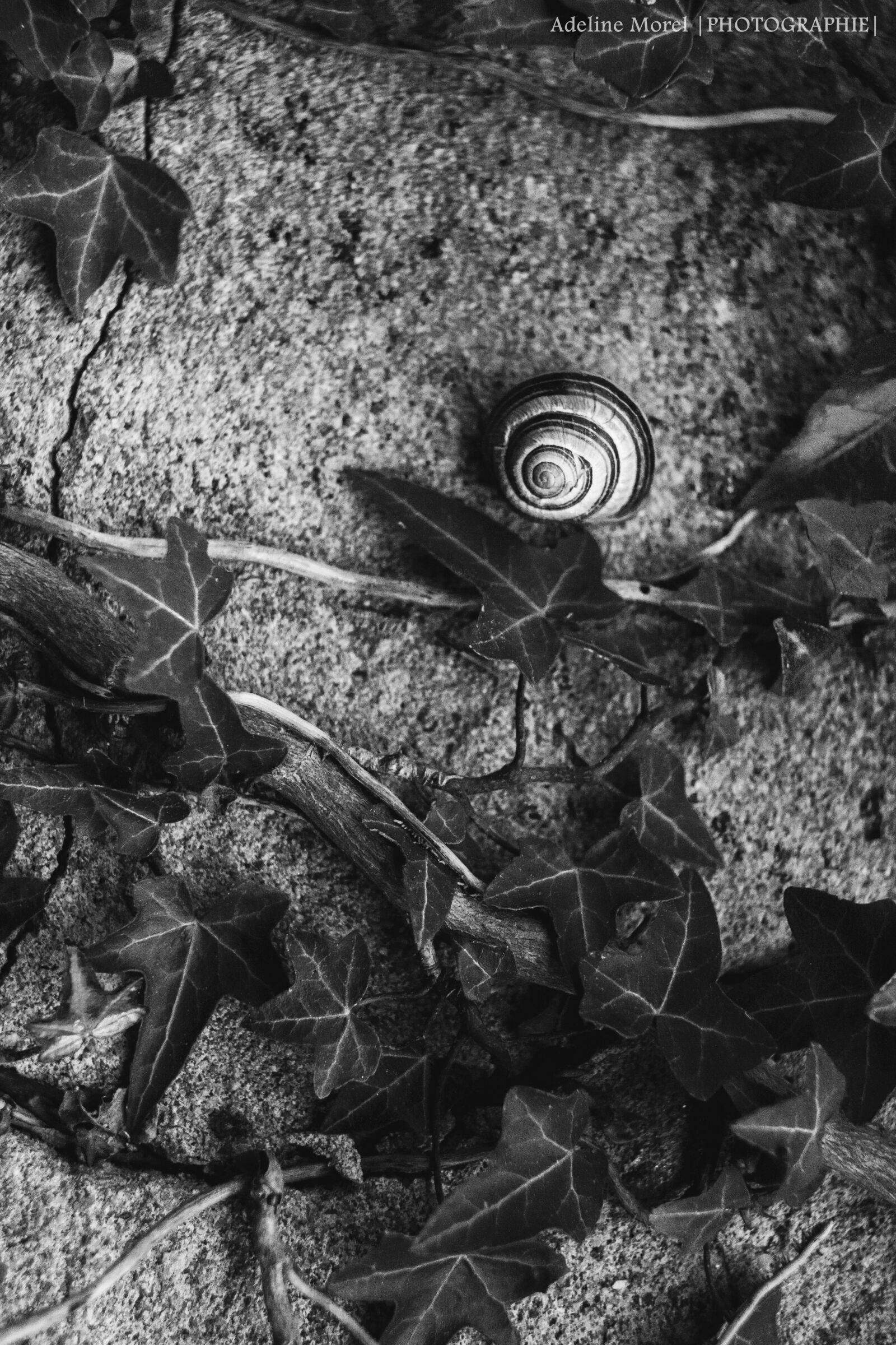 Canon EF 28mm F2.8 sample photo. Snail, ivy, wall photography