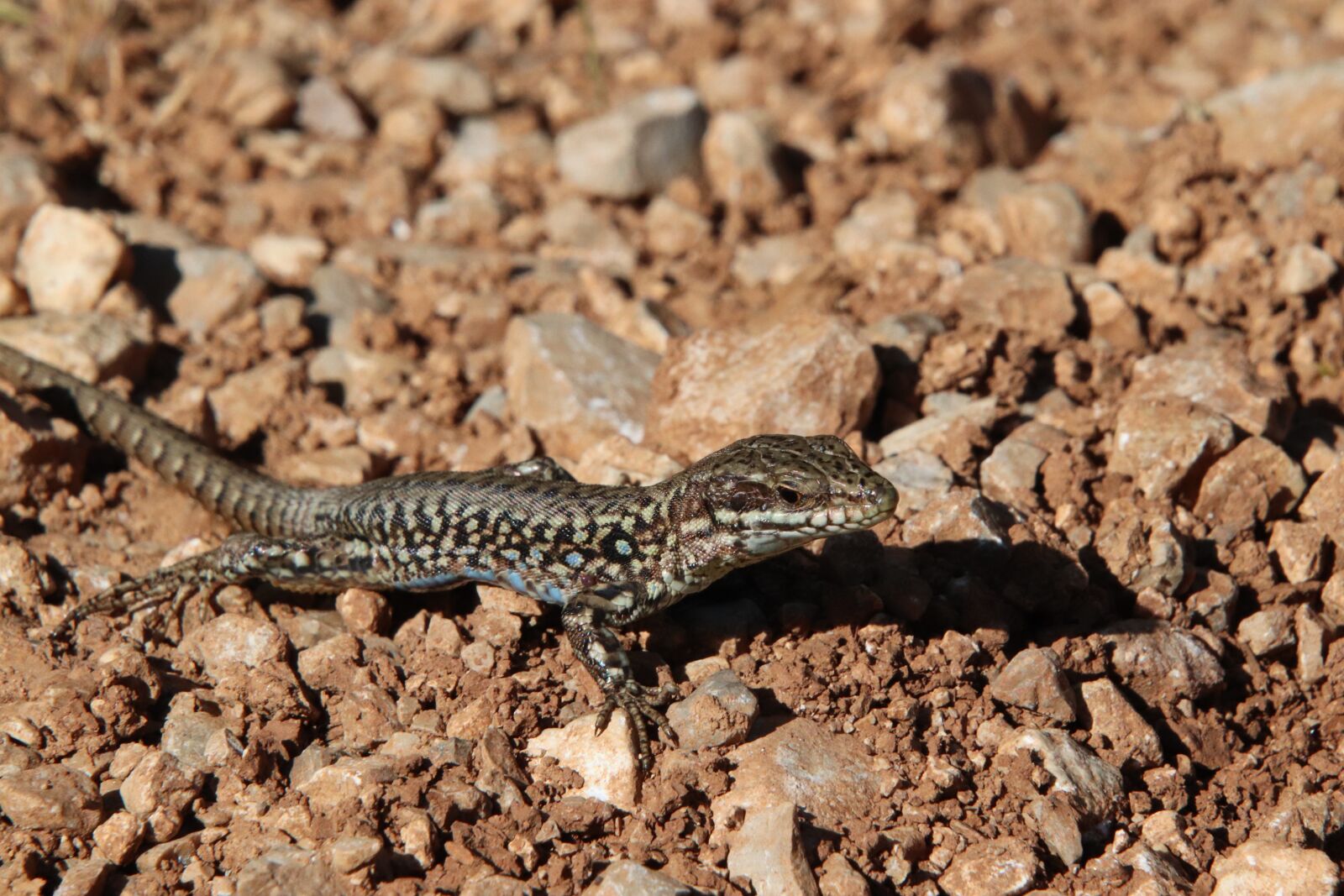 Canon EOS 800D (EOS Rebel T7i / EOS Kiss X9i) sample photo. Lizard, wall lizard, reptiles photography