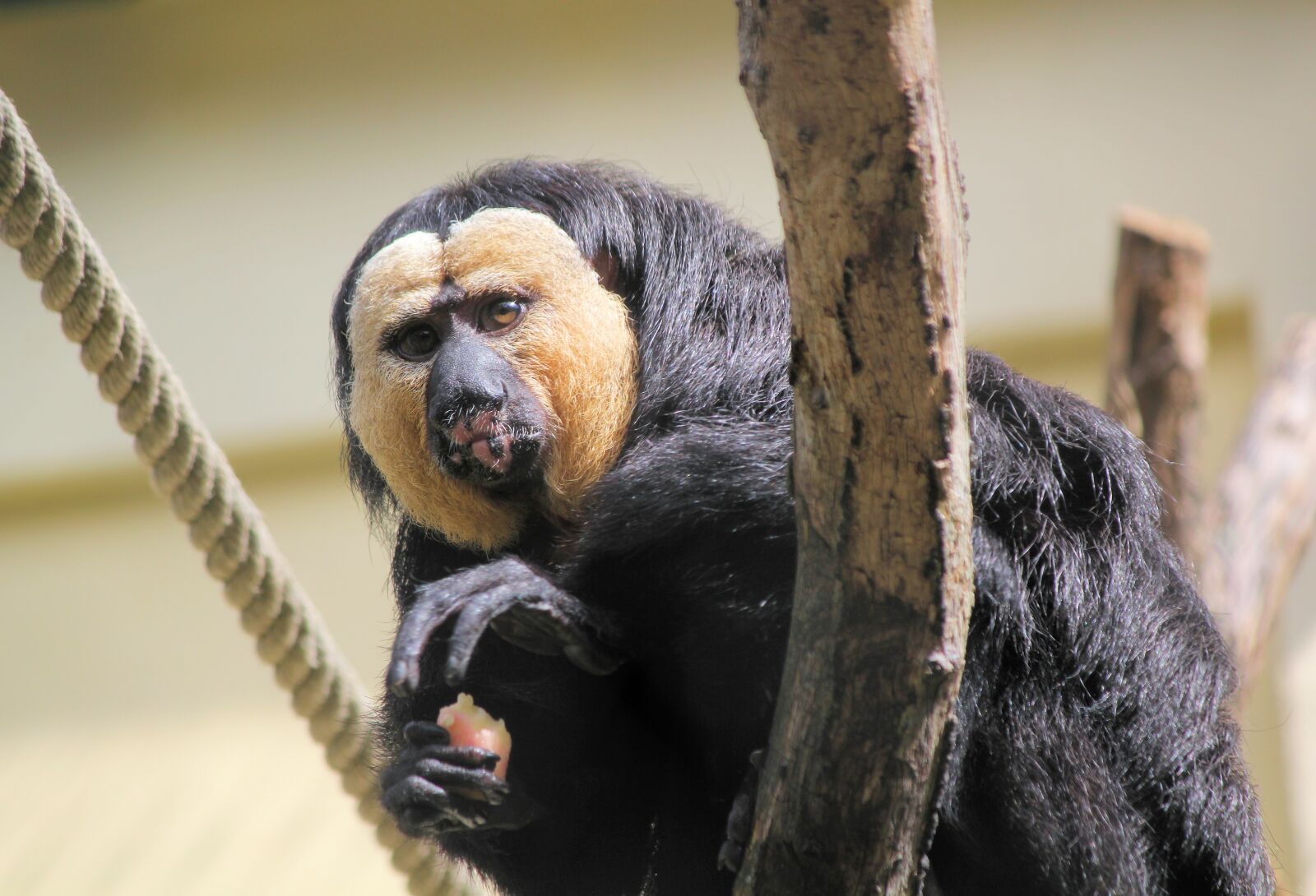 Canon EOS 550D (EOS Rebel T2i / EOS Kiss X4) sample photo. Monkey, chvostan, primate photography