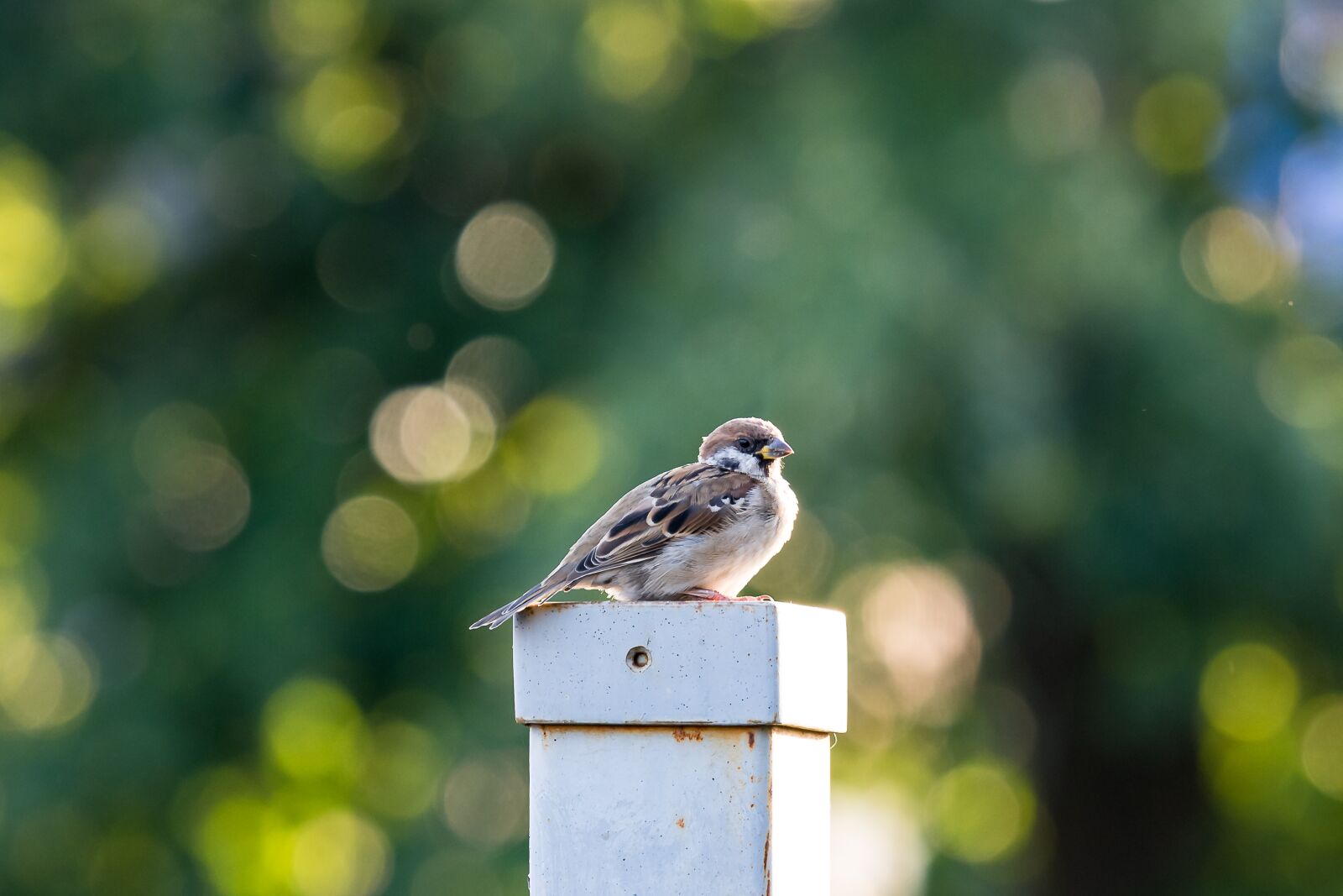 Nikon D7200 sample photo. Birds, sparrow, plumage photography