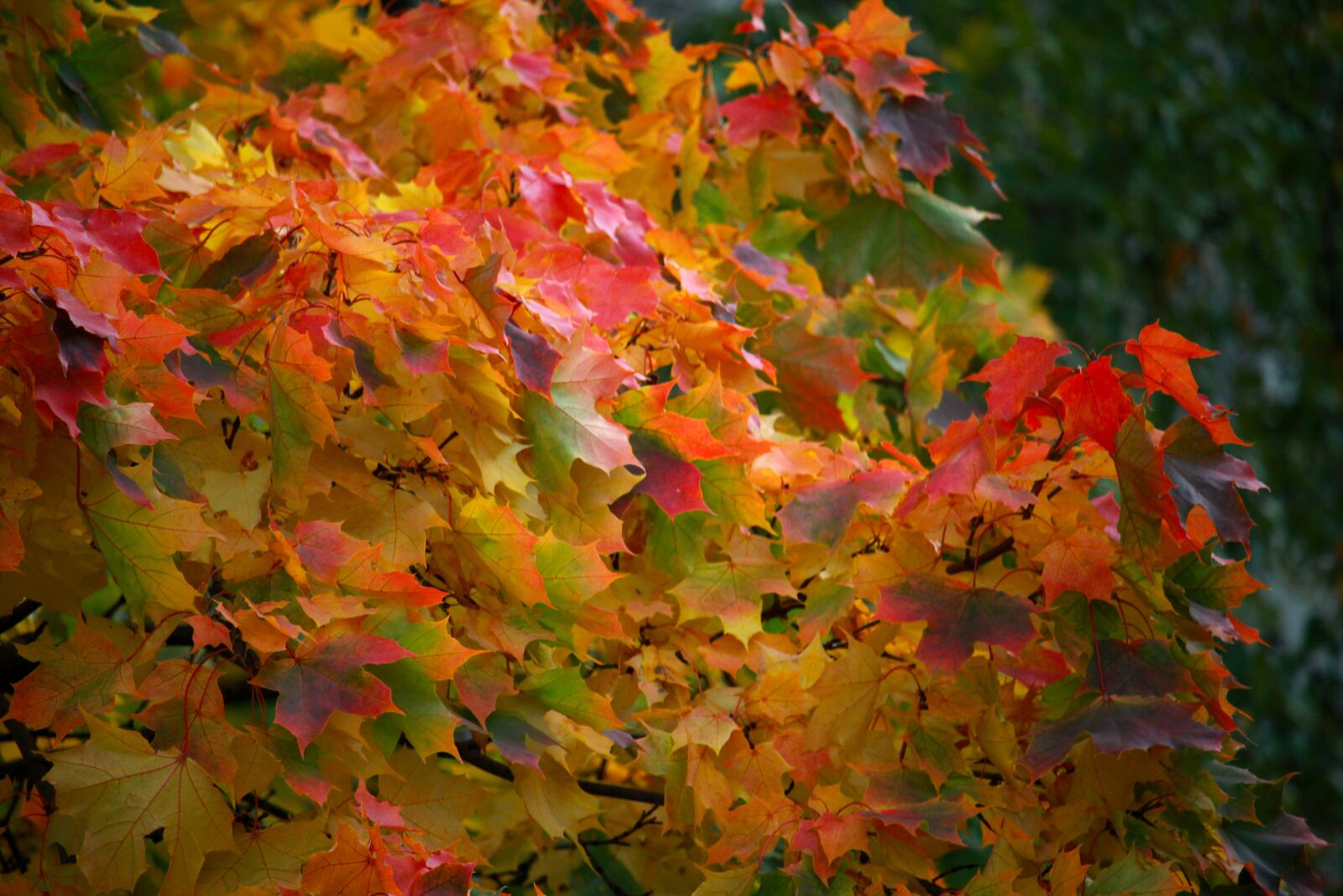 Canon EOS 1200D (EOS Rebel T5 / EOS Kiss X70 / EOS Hi) sample photo. Autumn, leaves, city photography