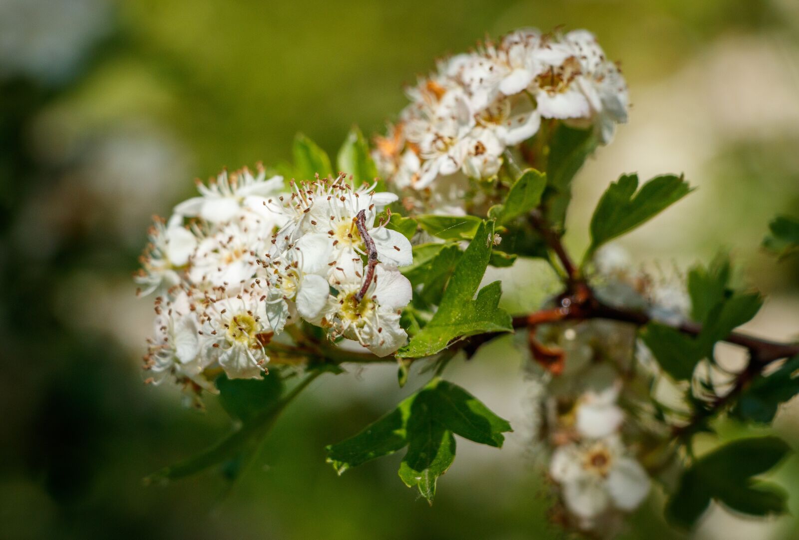 Canon EOS 80D sample photo. Branch, bloom, spring photography