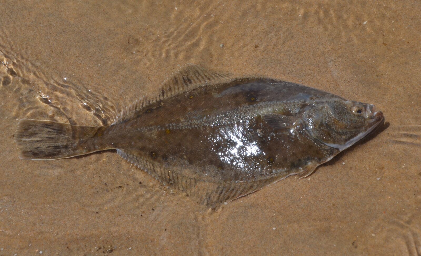Nikon D3100 sample photo. Fish, water, animal photography