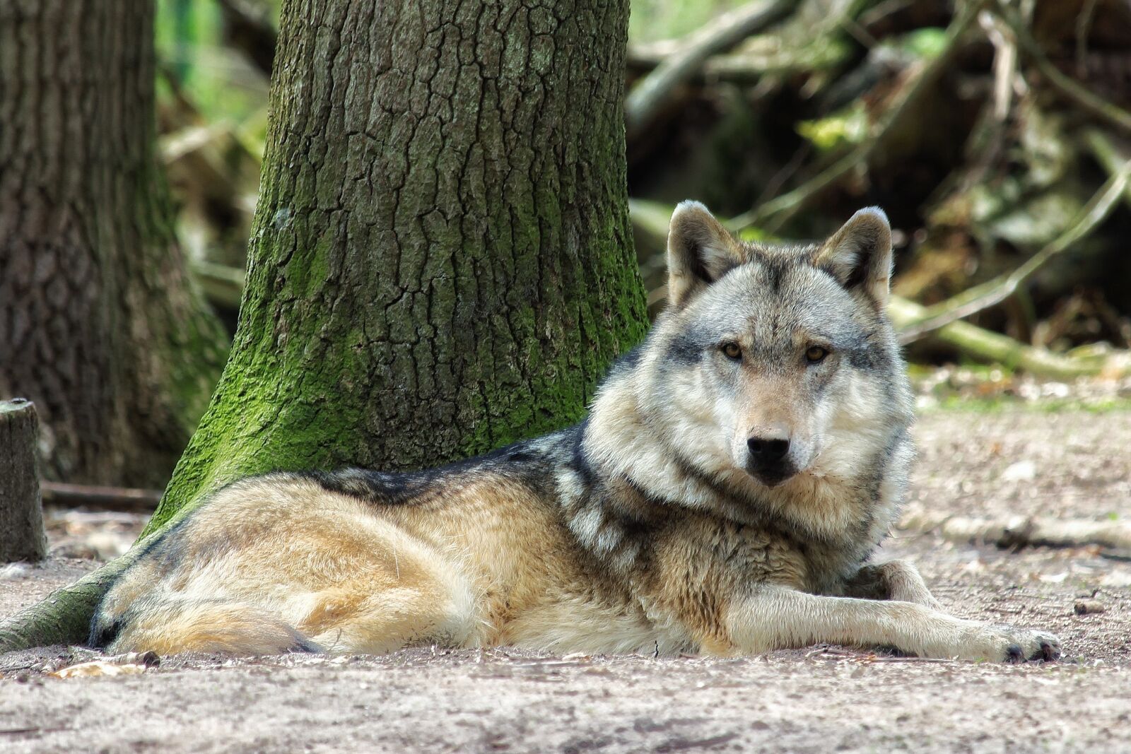 Canon EF-S 55-250mm F4-5.6 IS STM sample photo. Wolf, nature, wood photography